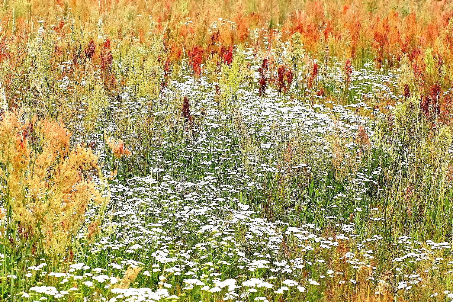 Noch ein herbstliches Bild aus dem Sommer