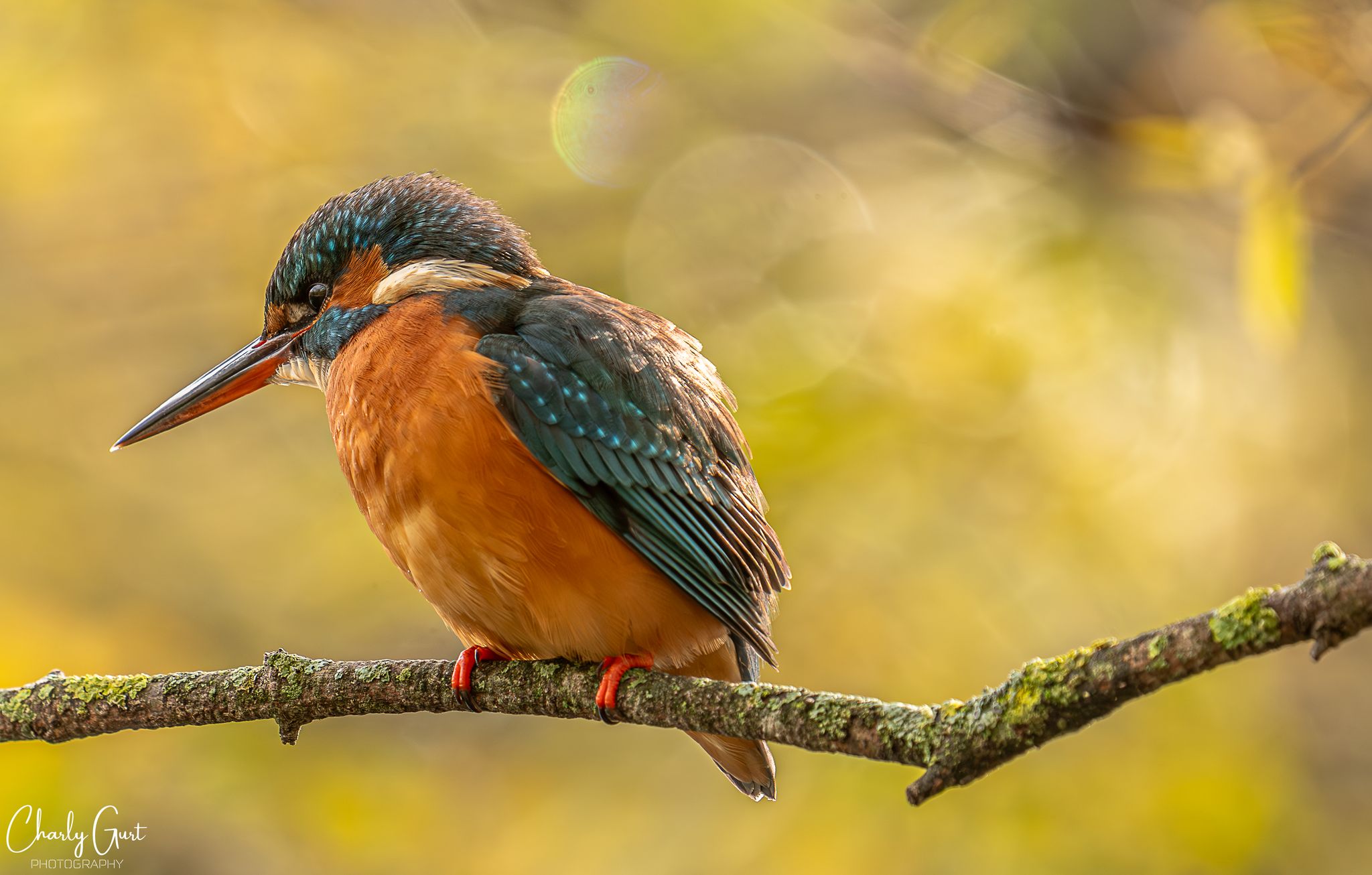 Eisvogel im Gegenlicht