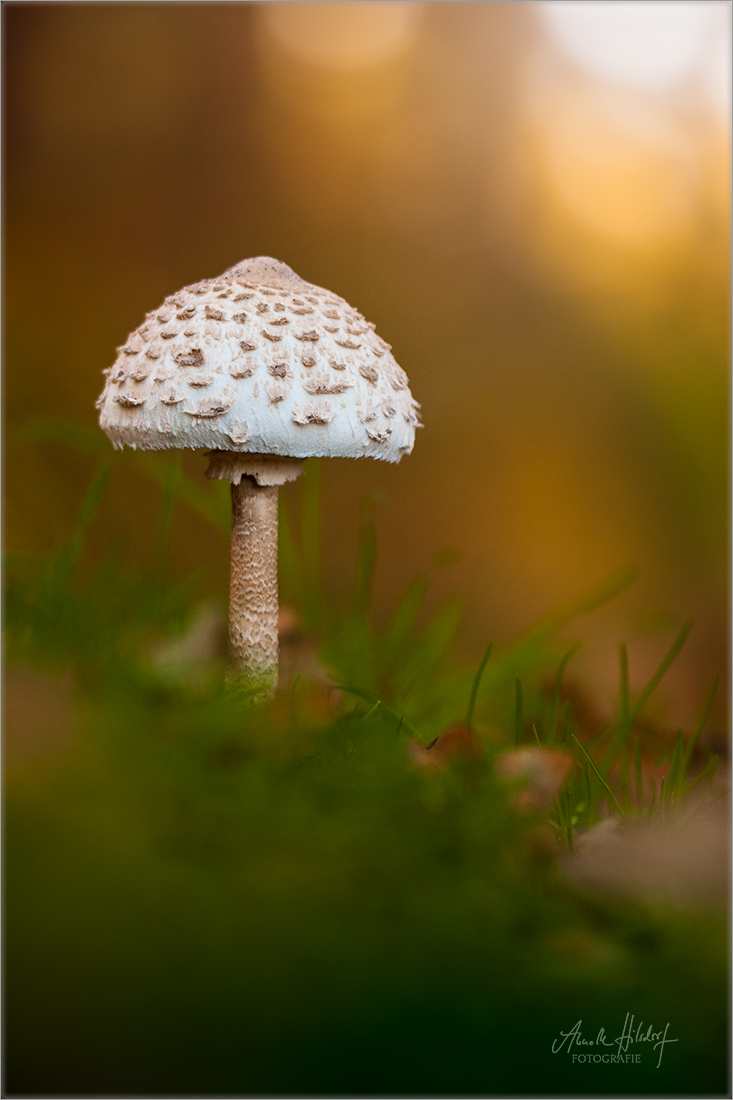 Parasol (Forum für Naturfotografen)