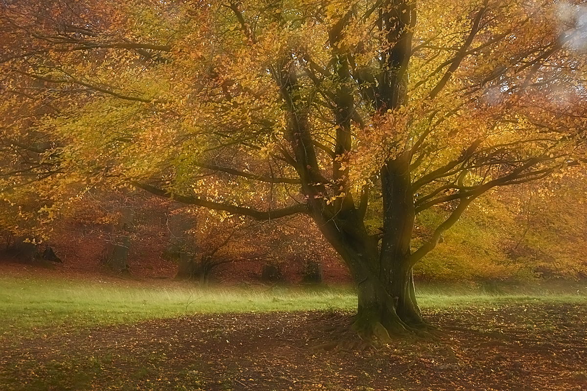 Buche im Herbstkleid