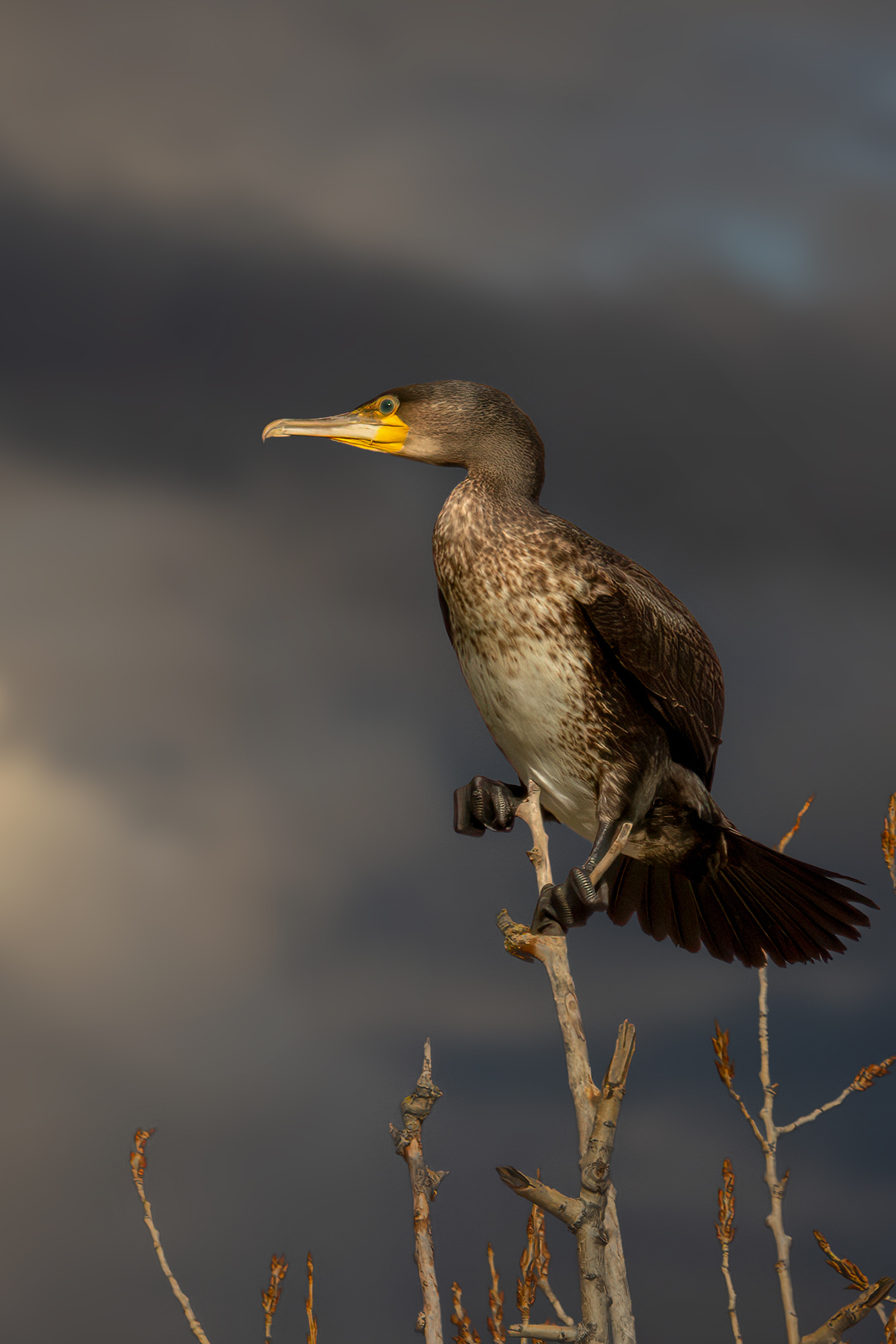 Kormoran (Forum für Naturfotografen)