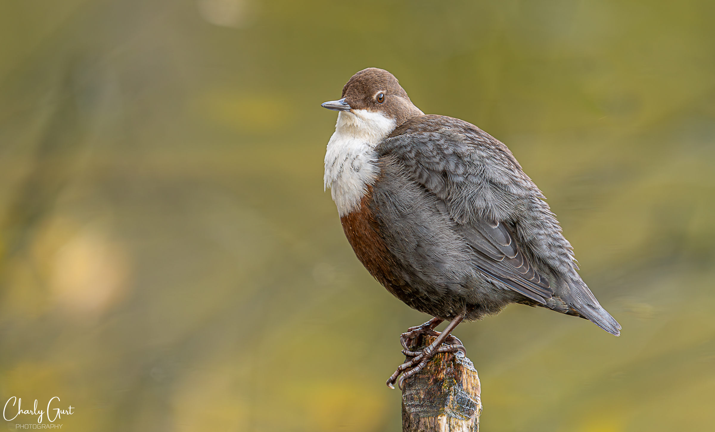 Wasseramsel