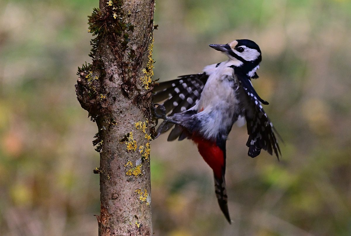 Buntspecht.... (Forum für Naturfotografen)