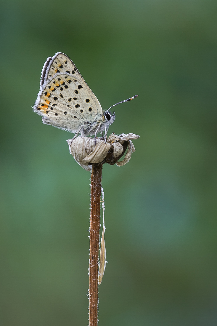 Brauner Feuerfalter