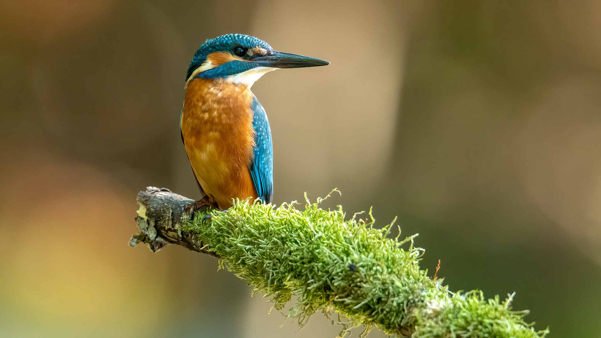 Eisvogel-Porträt