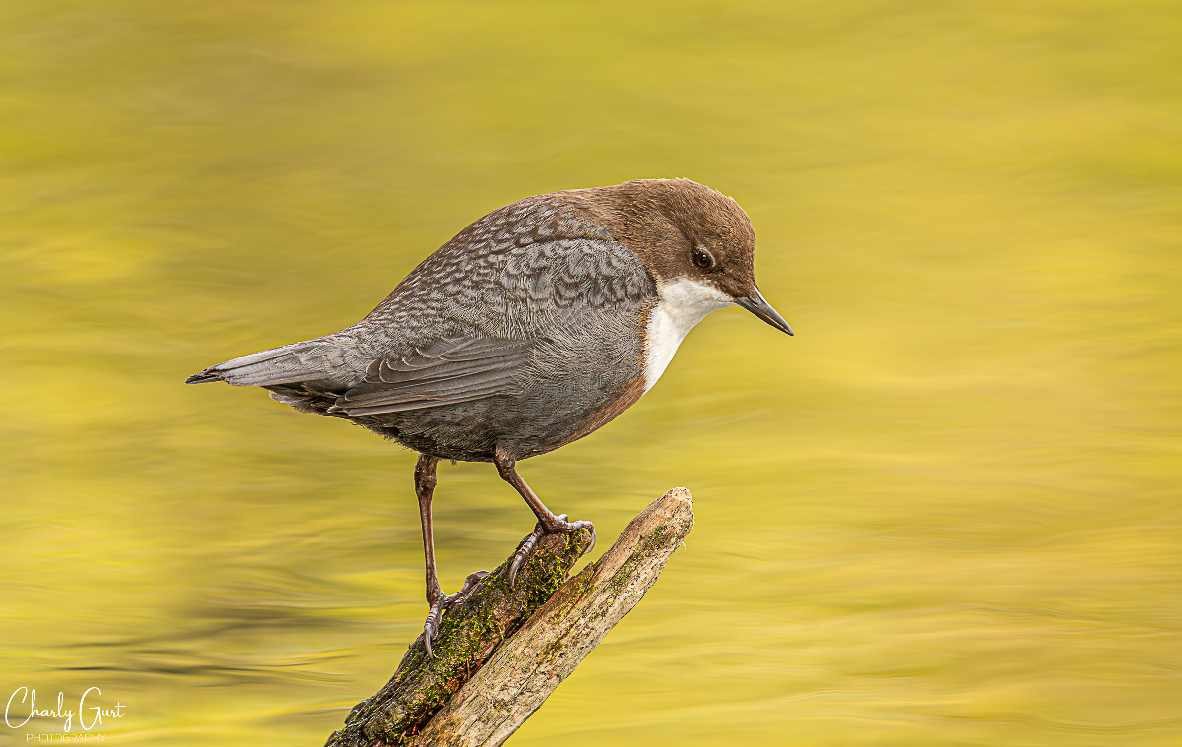 Wasseramsel