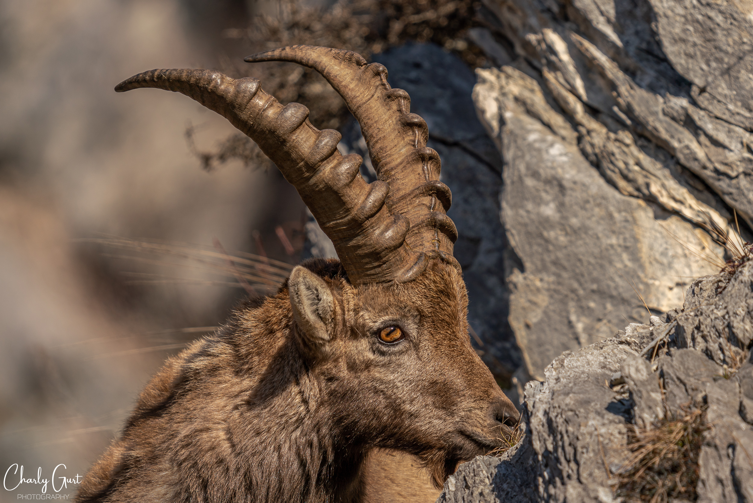 Auge in Auge mit dem König der Alpen