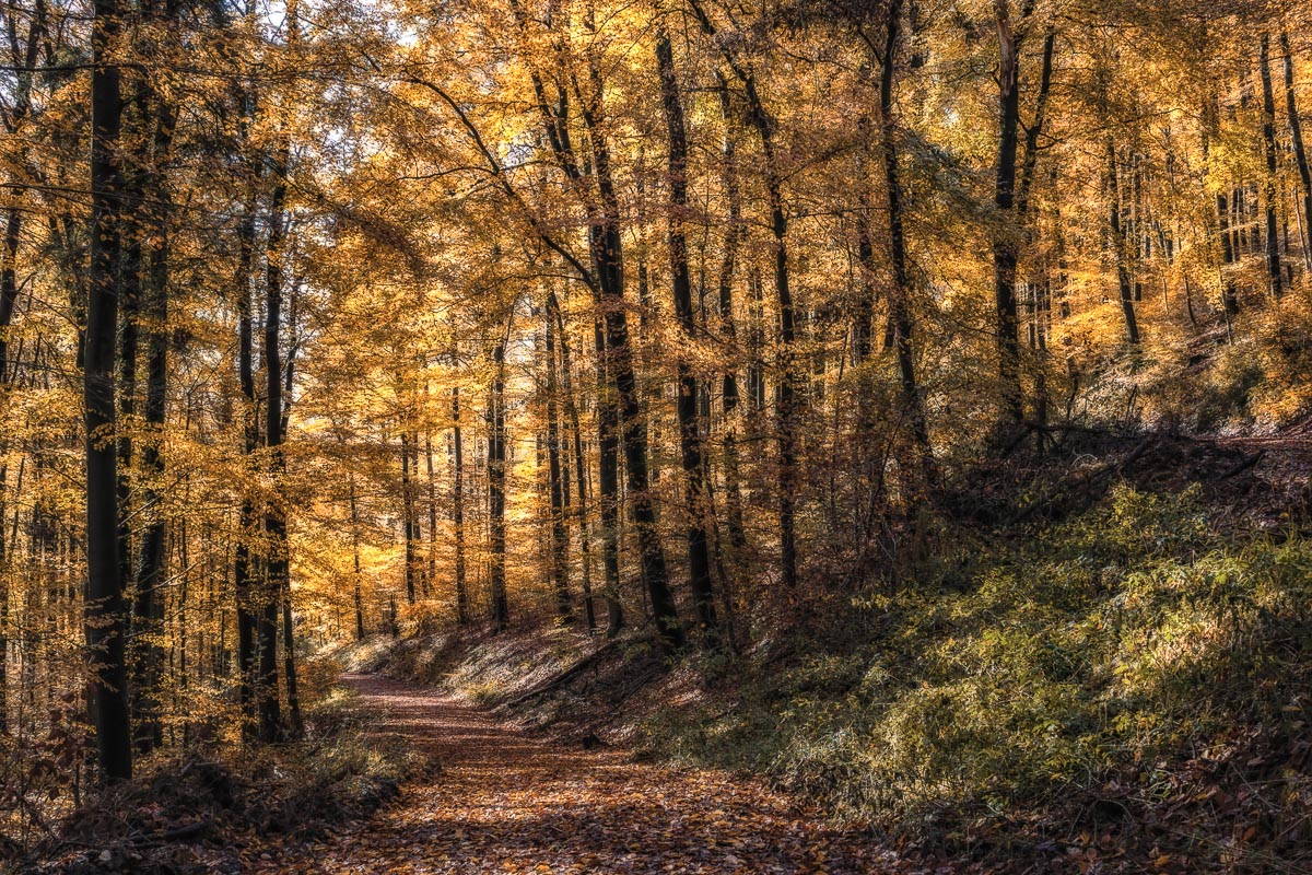Gold auf den Ästen