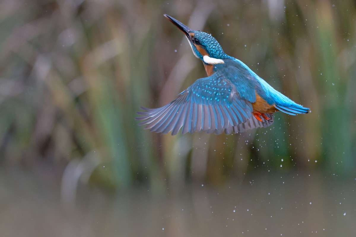 Eisvogel...