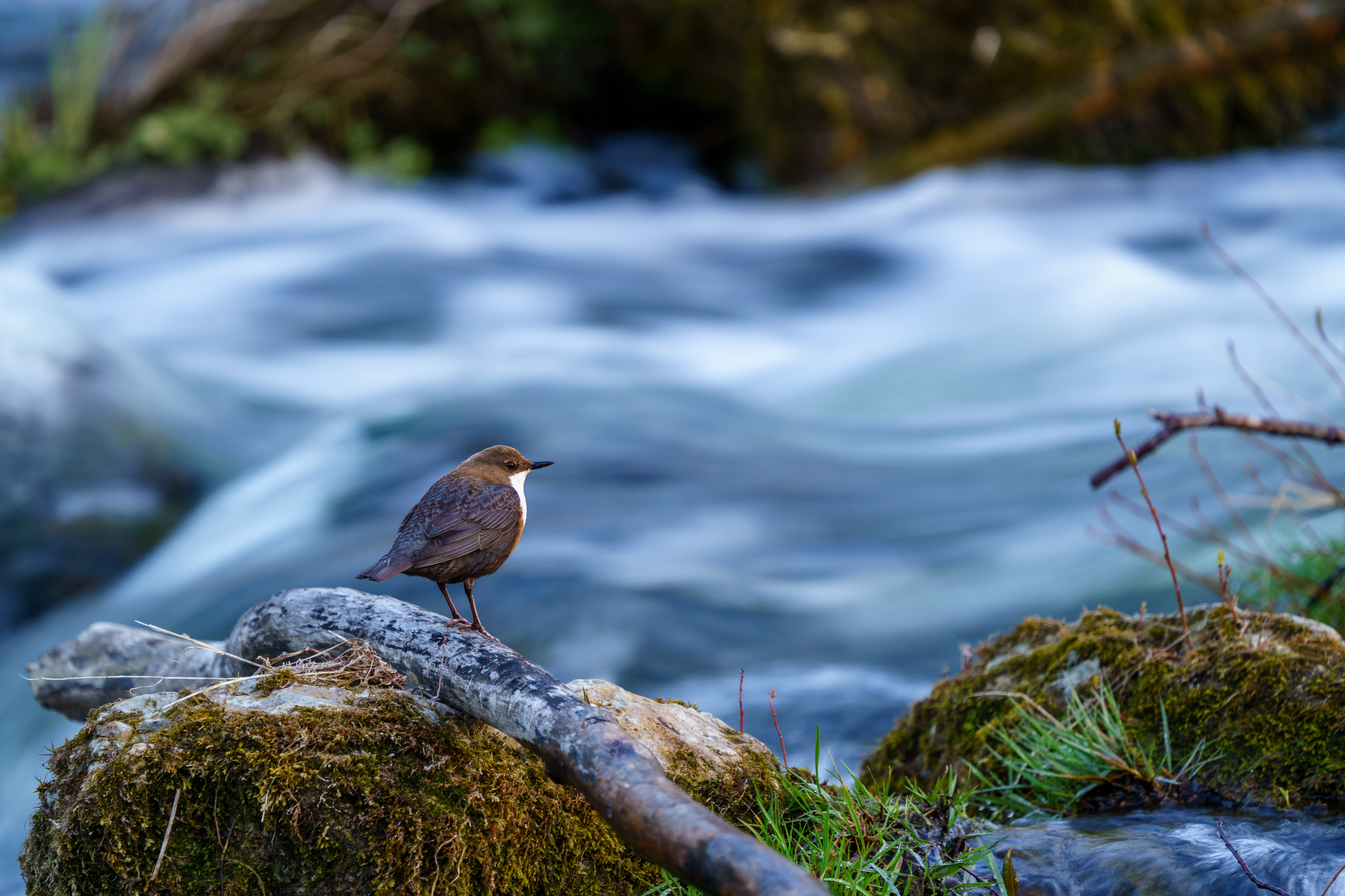 Erste Wasseramsel