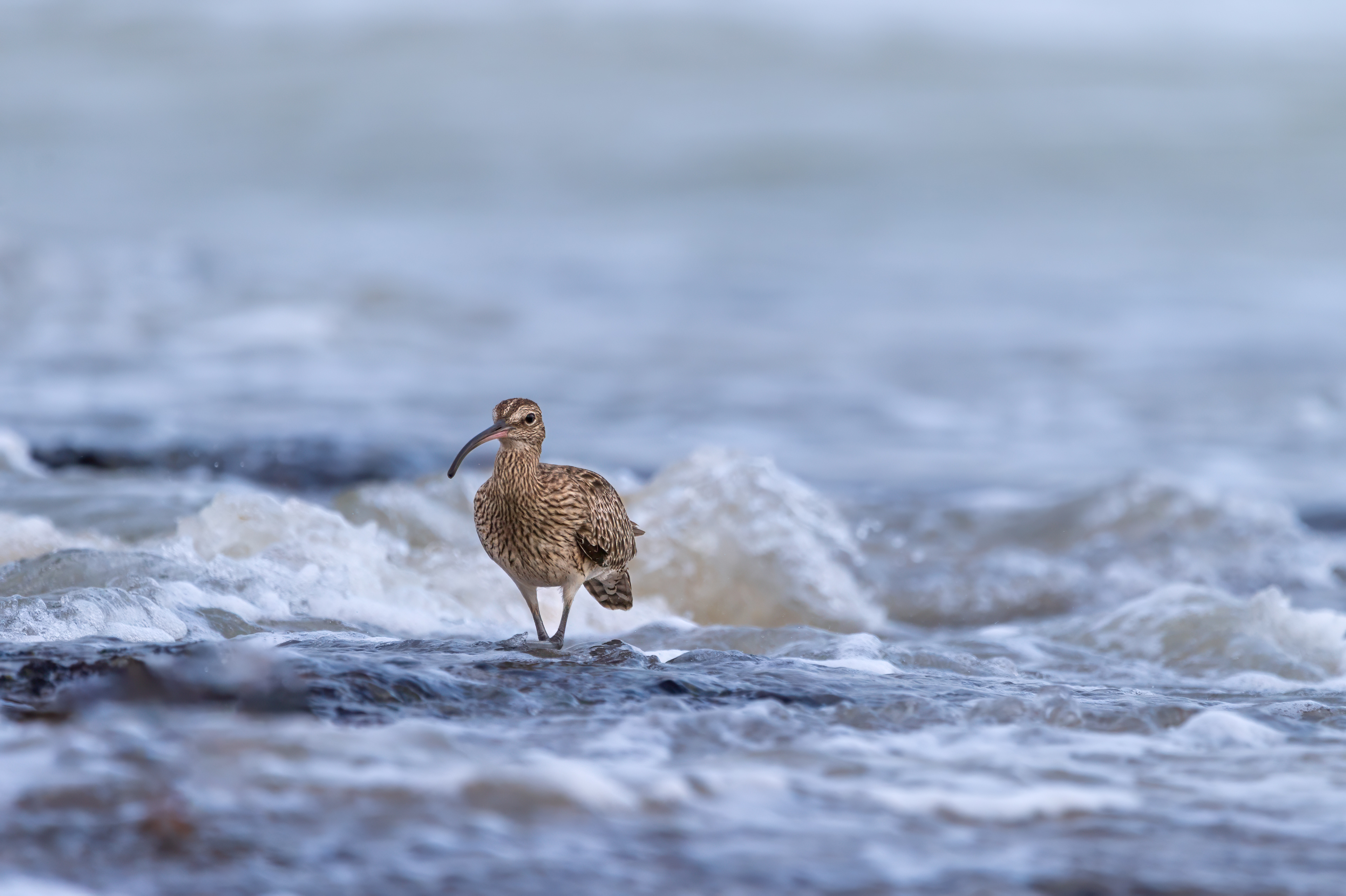 Futtersuche im Meer
