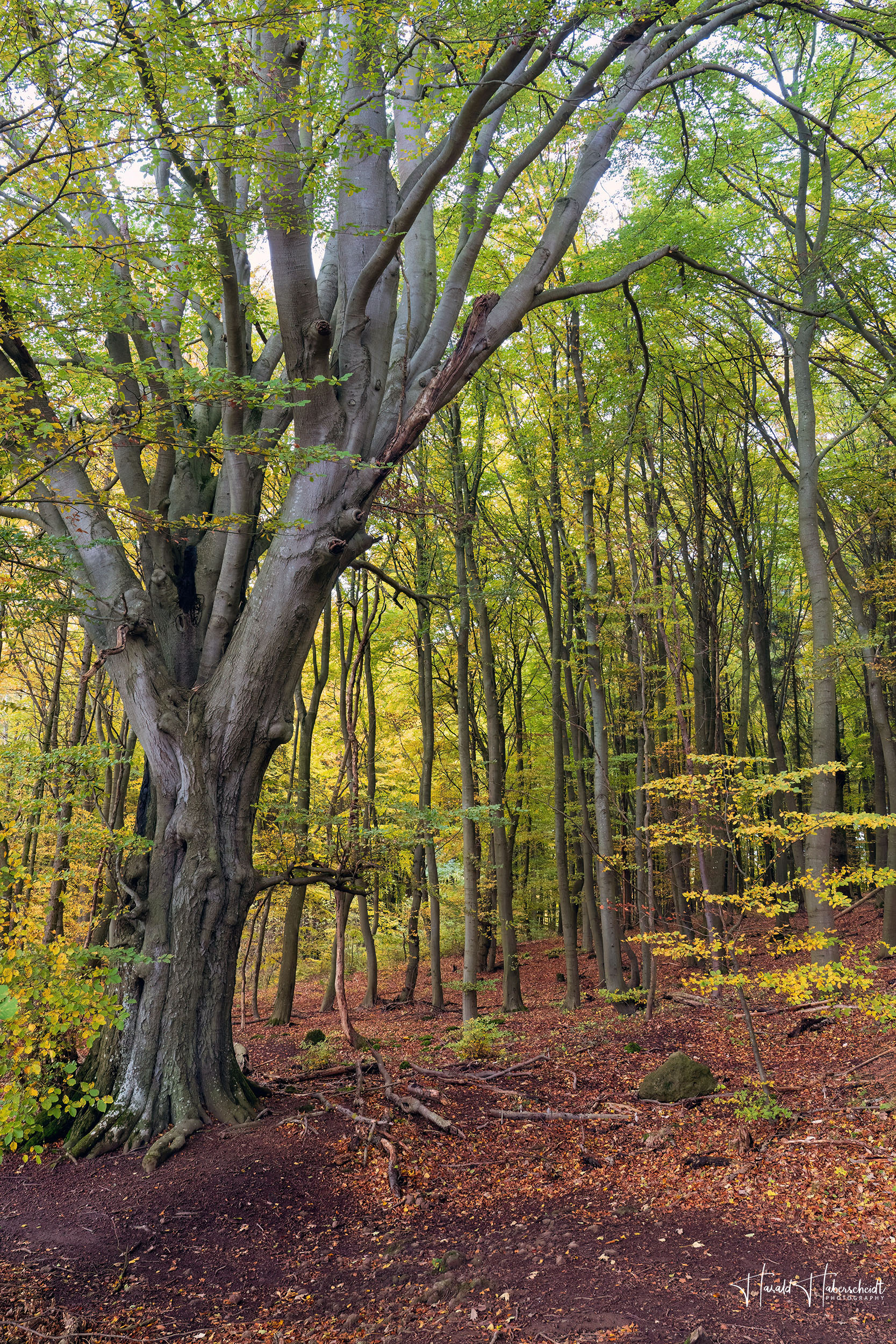Naturdenkmal in der Osteifel