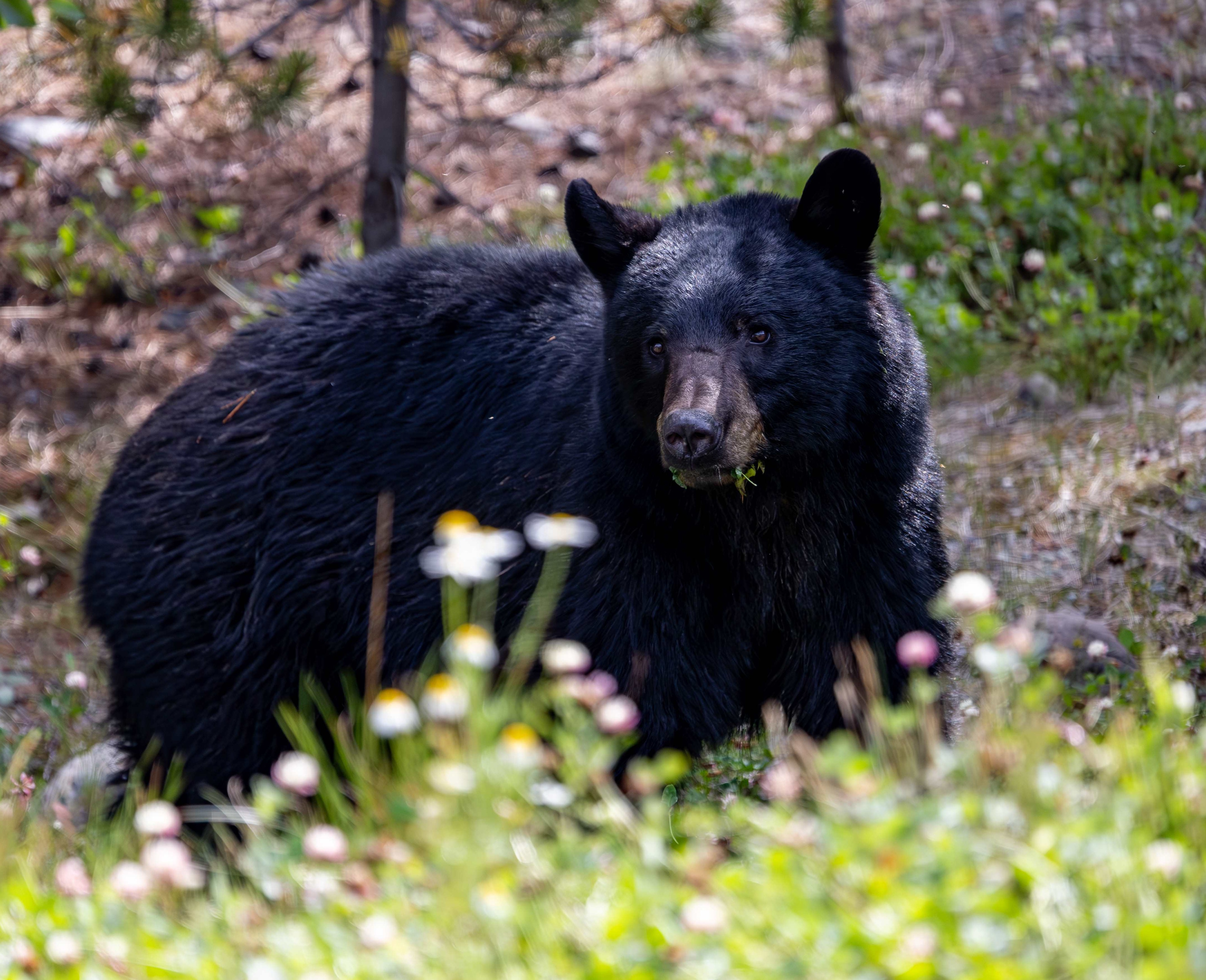 Schwarzbär 08/23