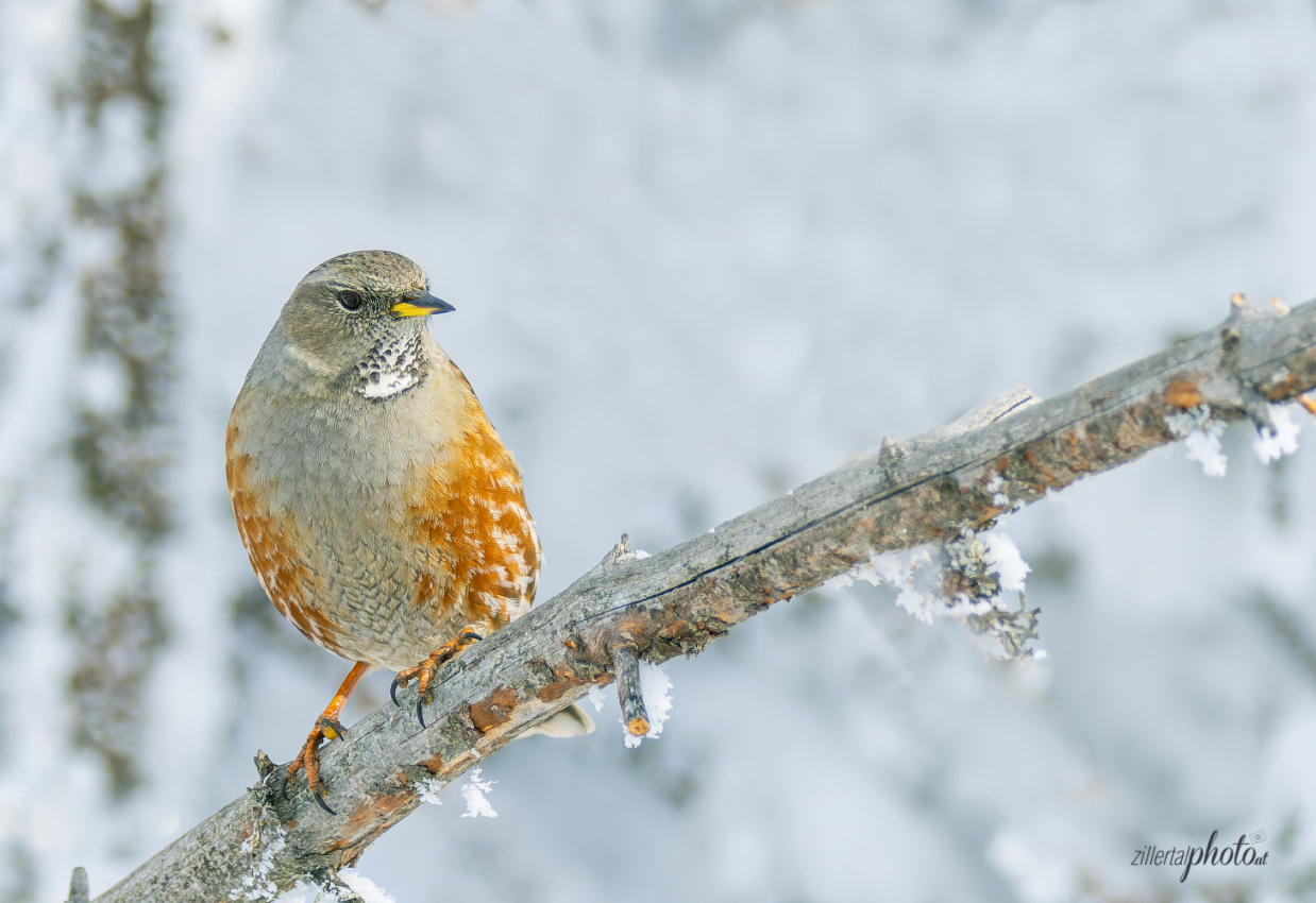 Alpenbraunelle - Prunella collaris