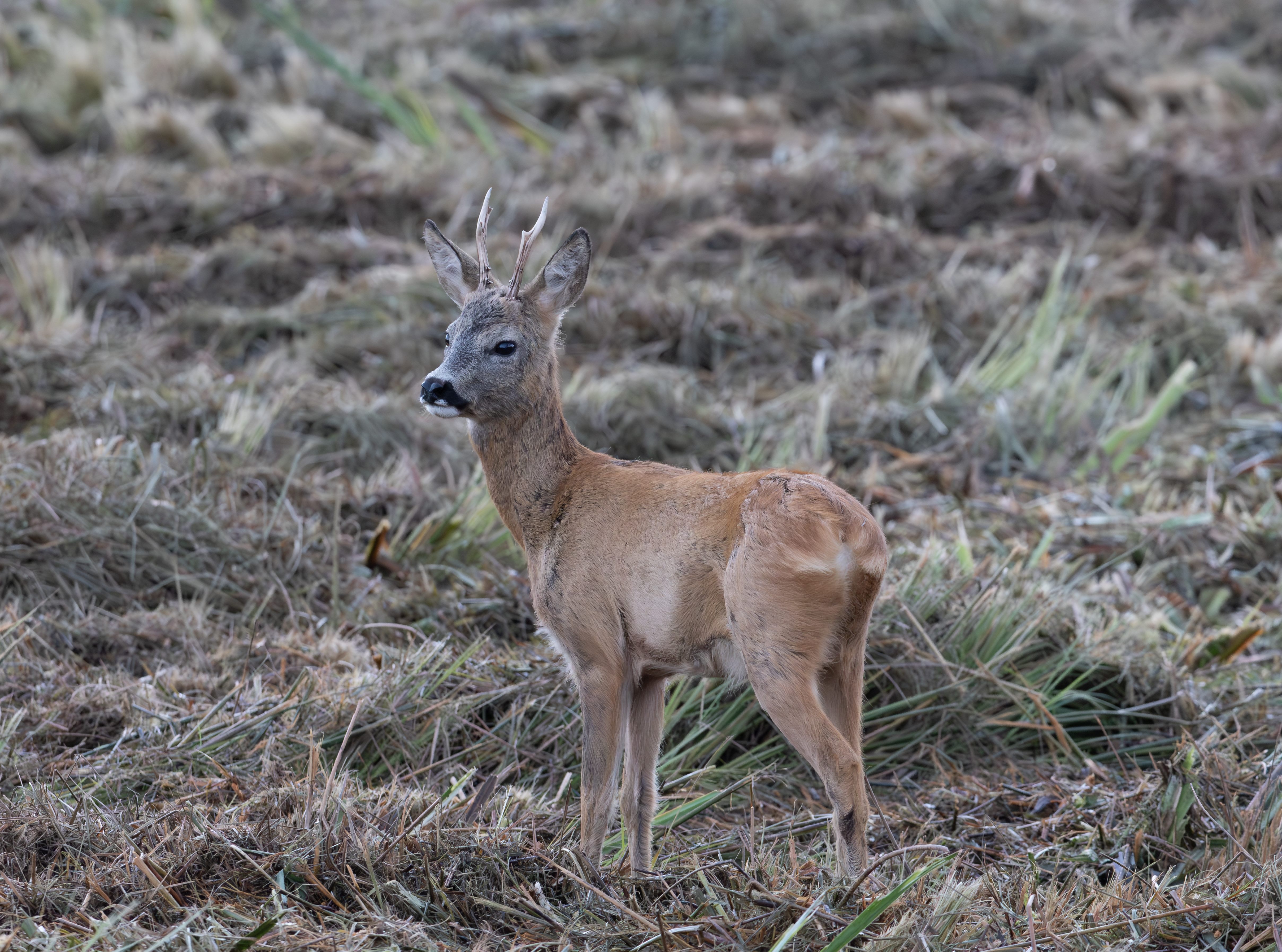 Rehbock im Herbst