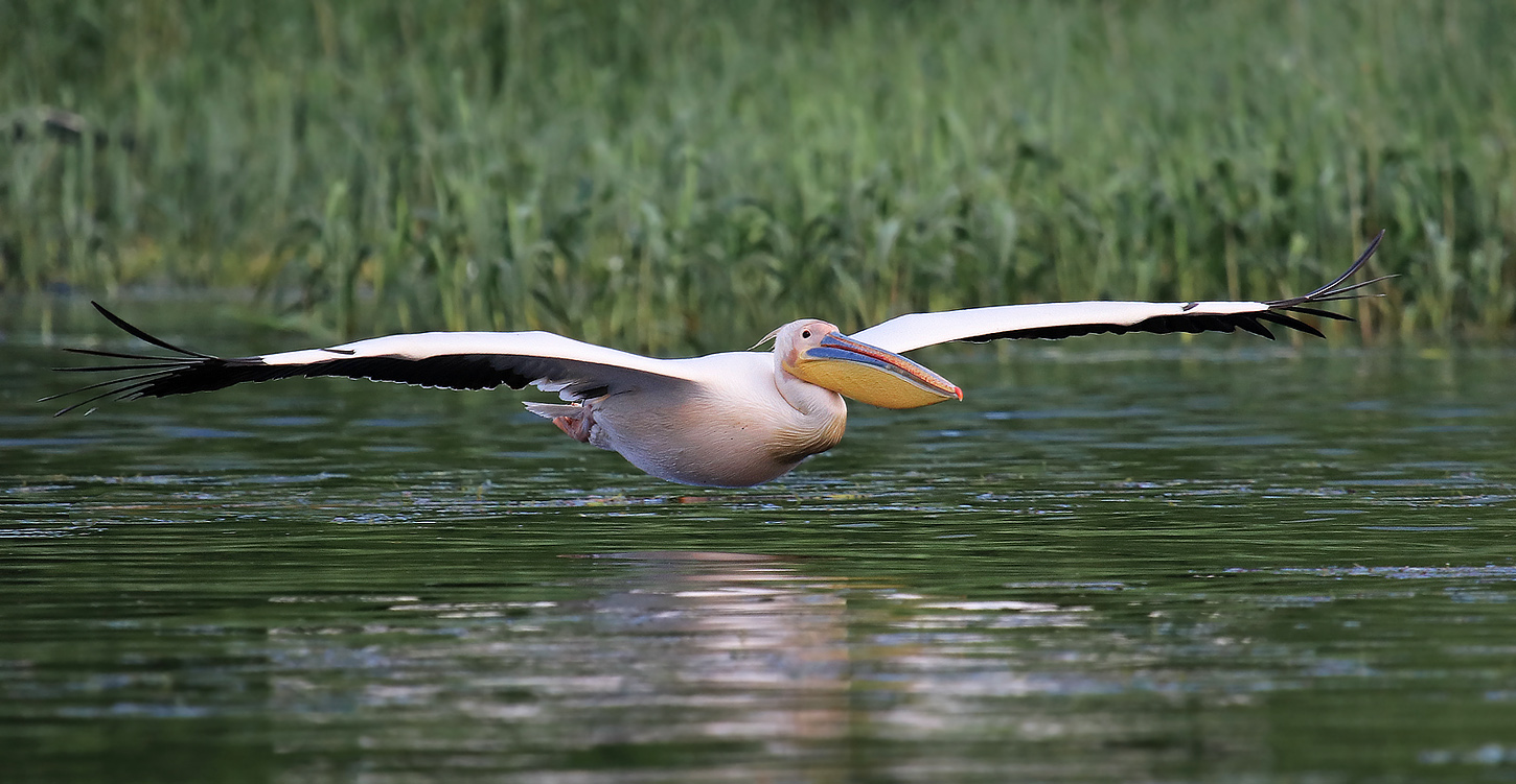 Rosapelikan im Gleitflug