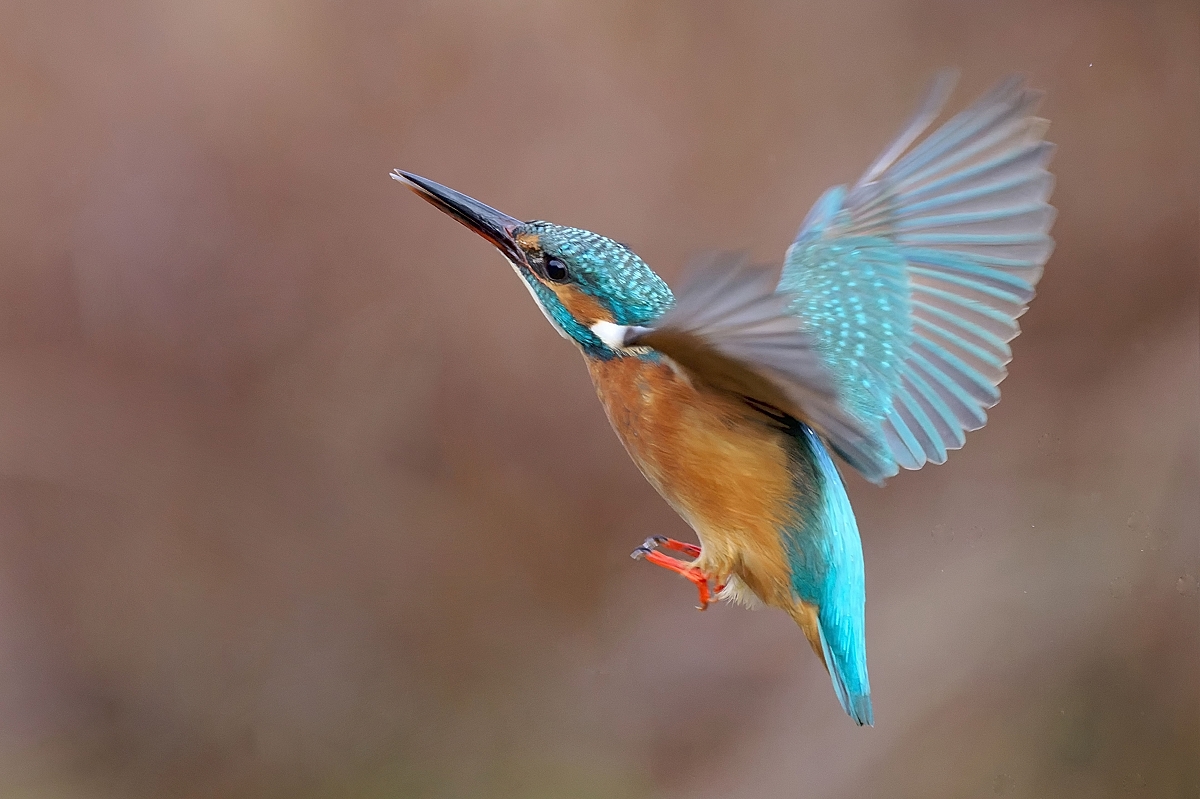 Eisvogel...