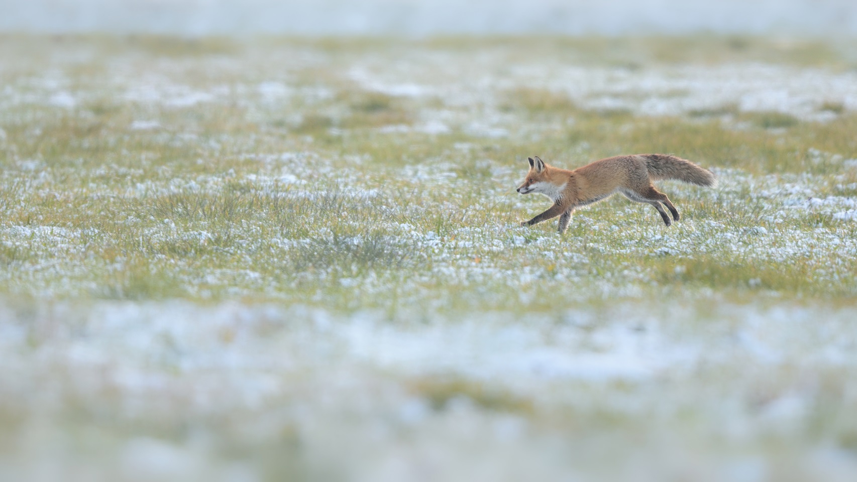 on the run...