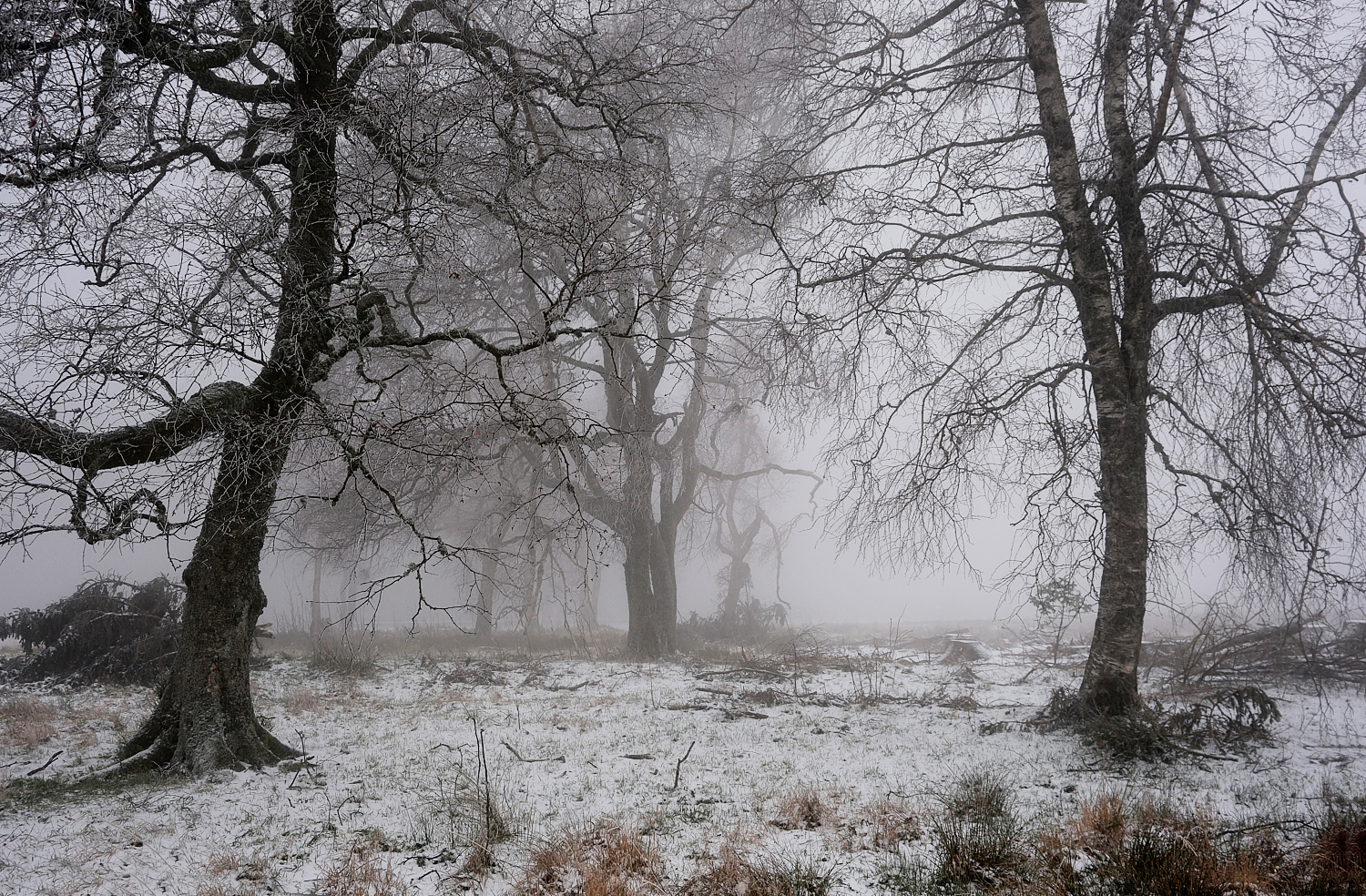 Bäume im Nebel