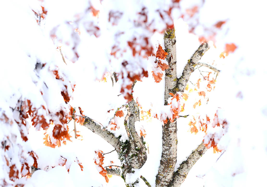 im Schnee versunken