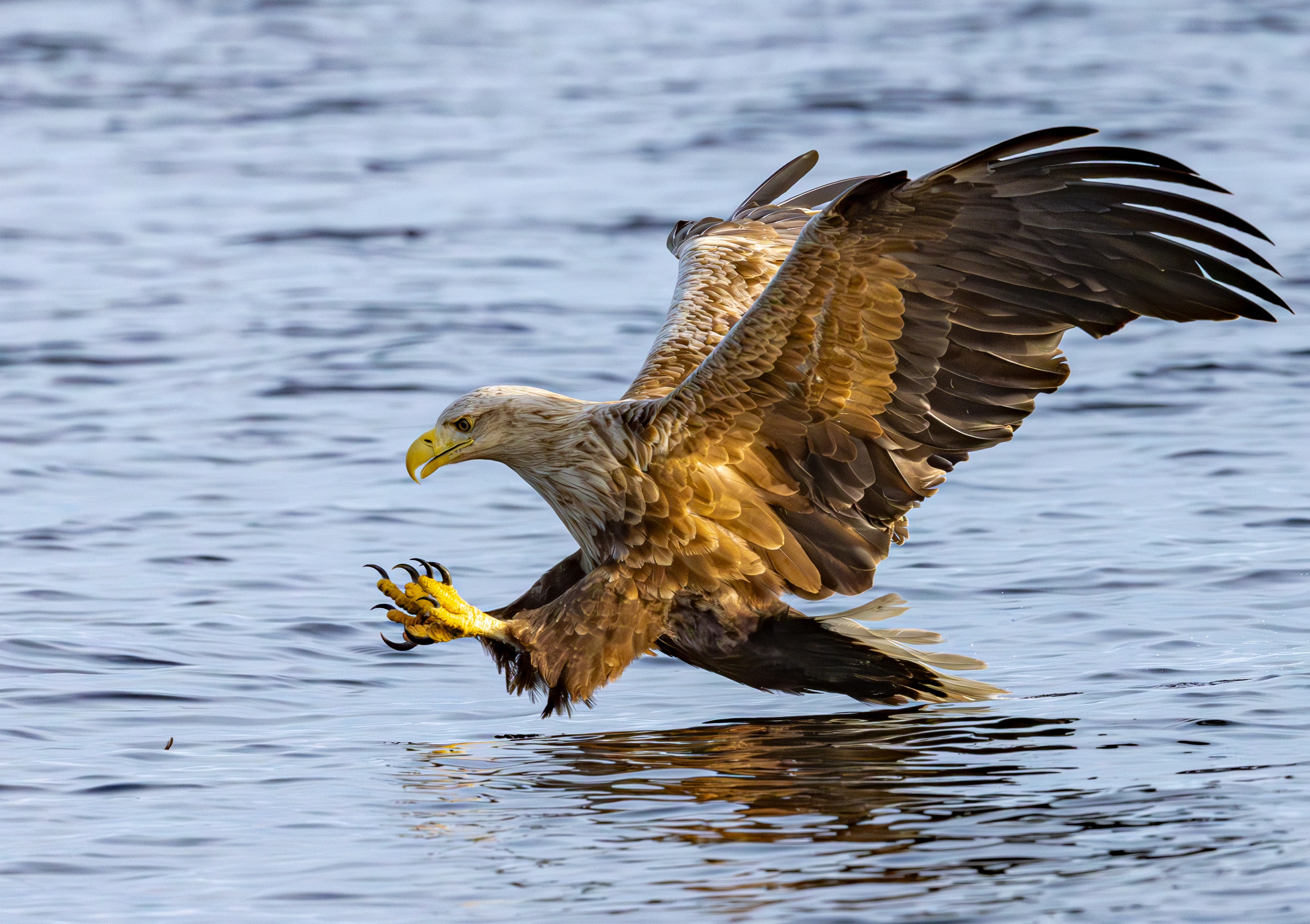 Meine Seeadler 1