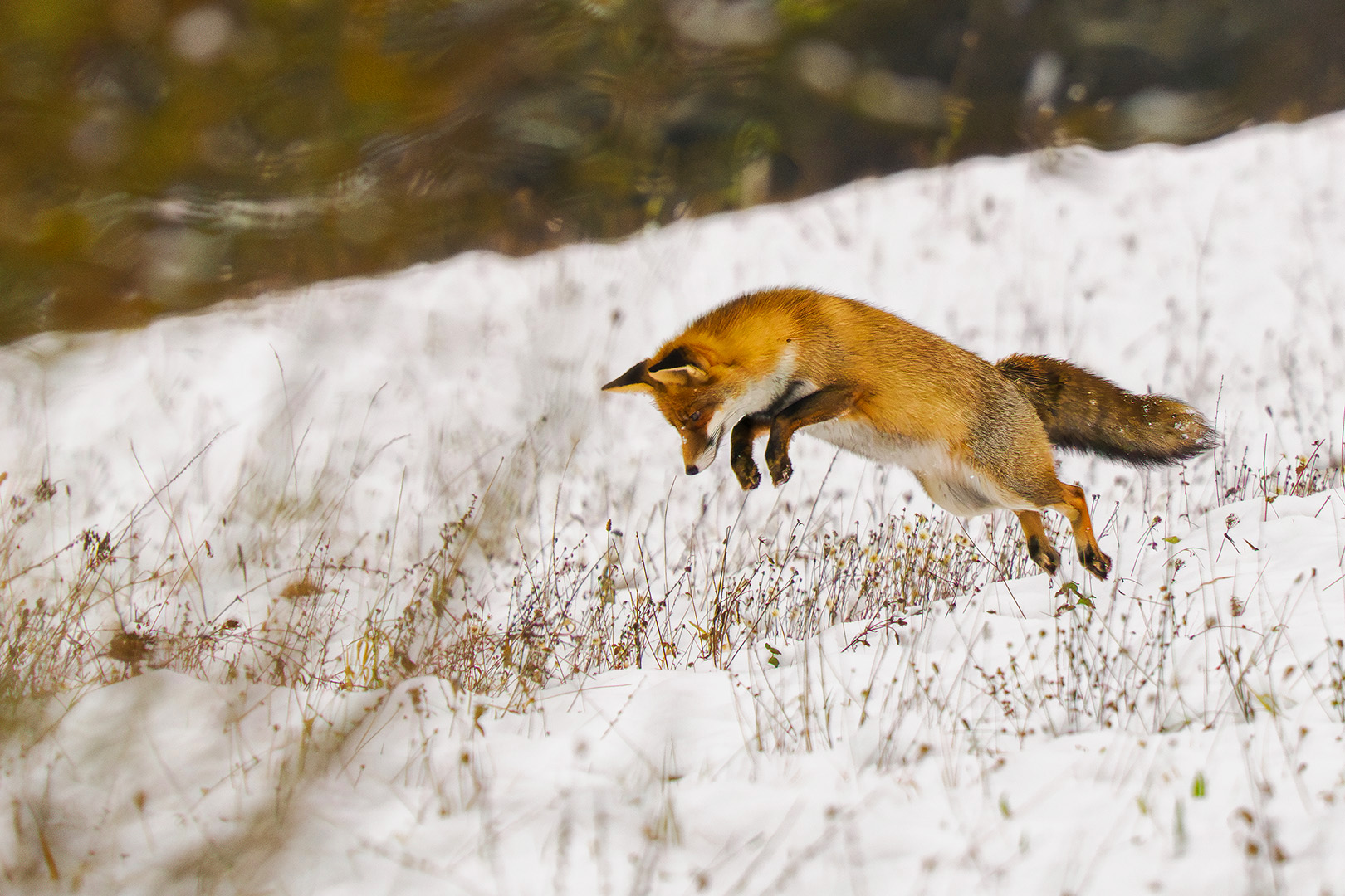 Rotfuchs ( vulpes vulpes )