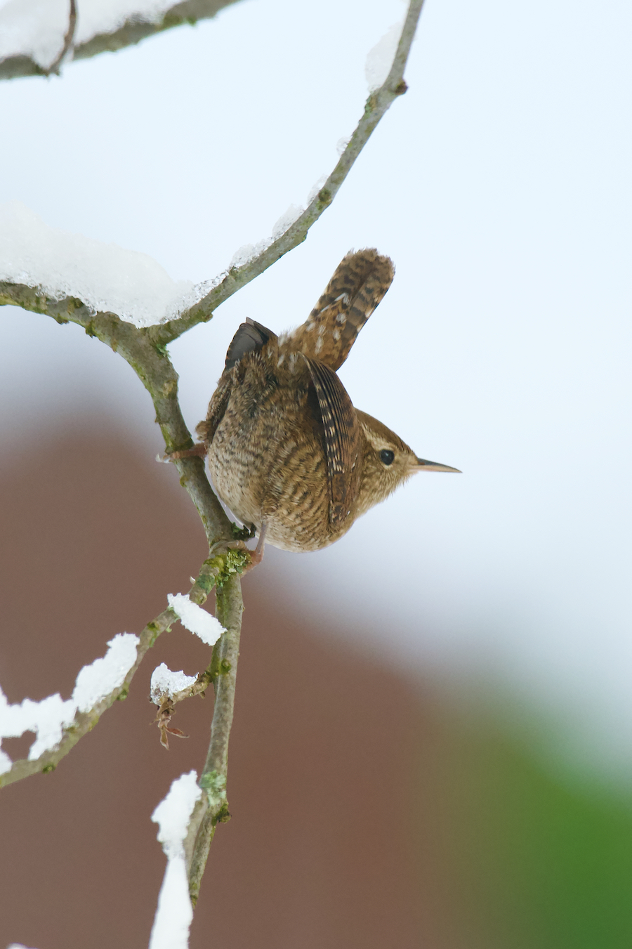 "Schneekönig"