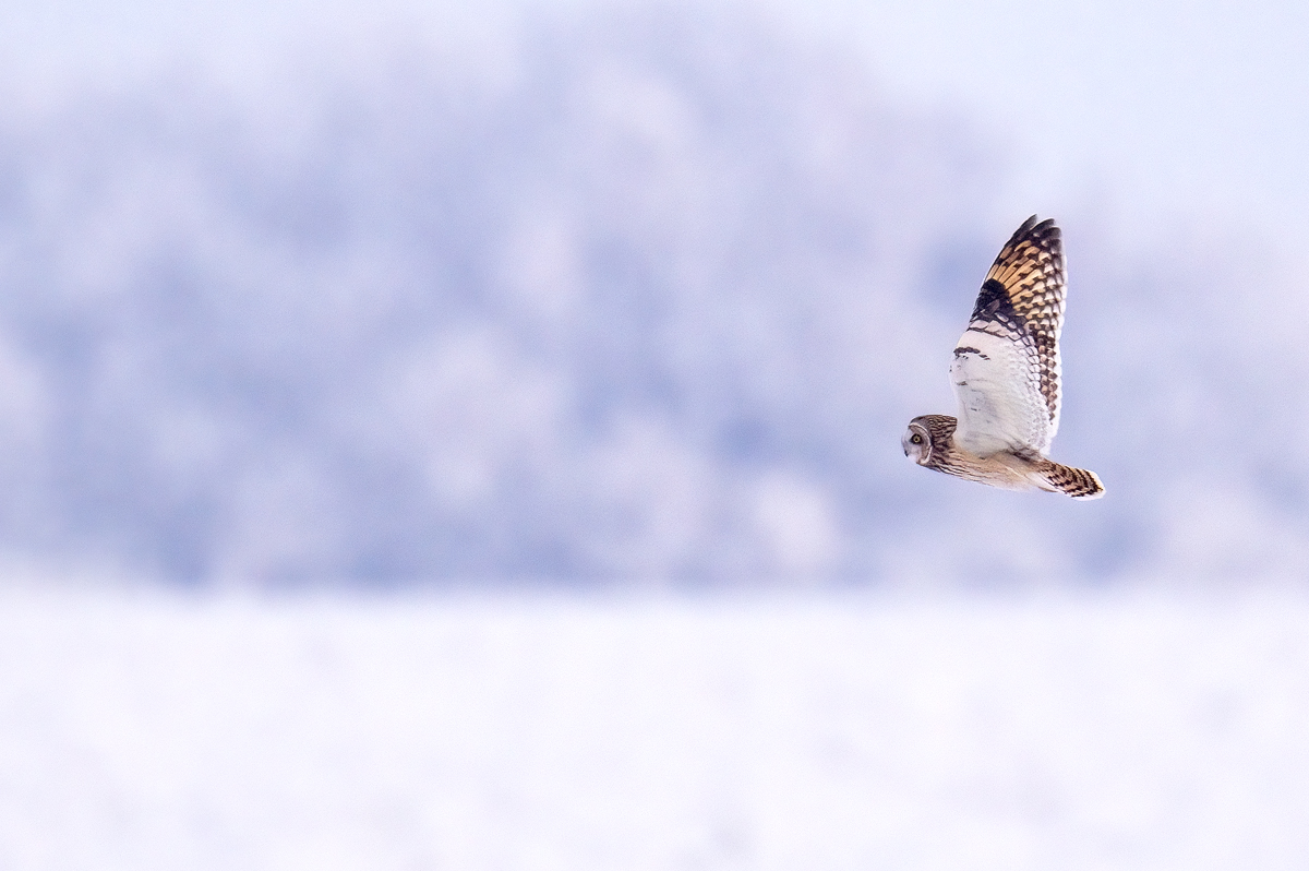 Wintertraum
