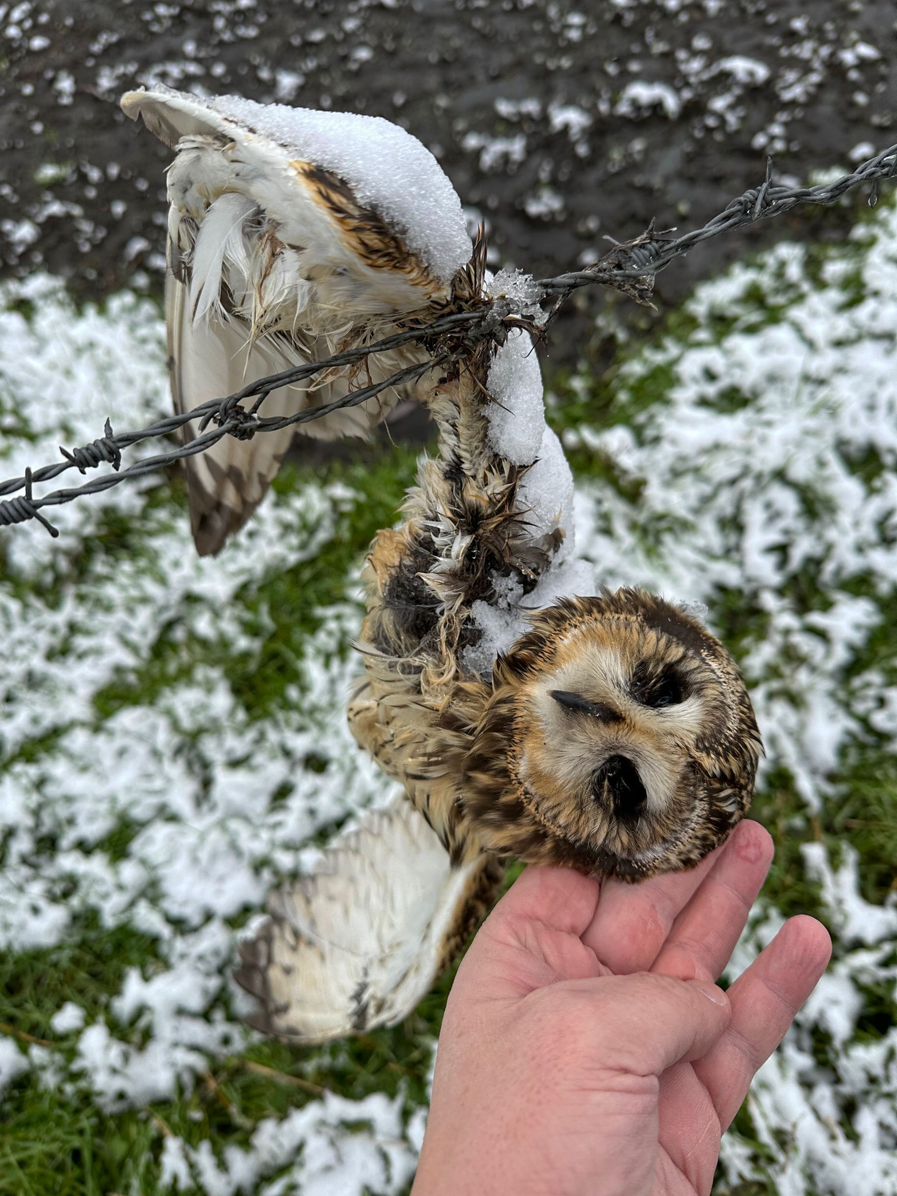 Gefallener Engel