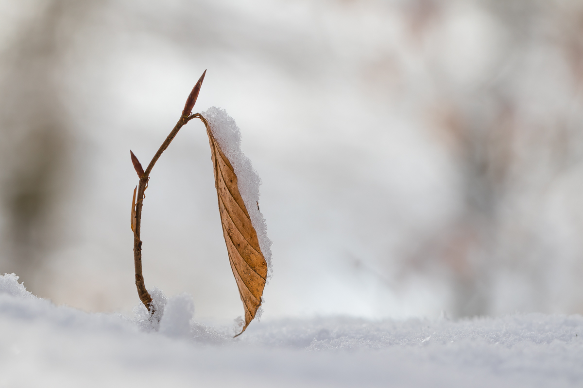 Dem Schnee trotzen