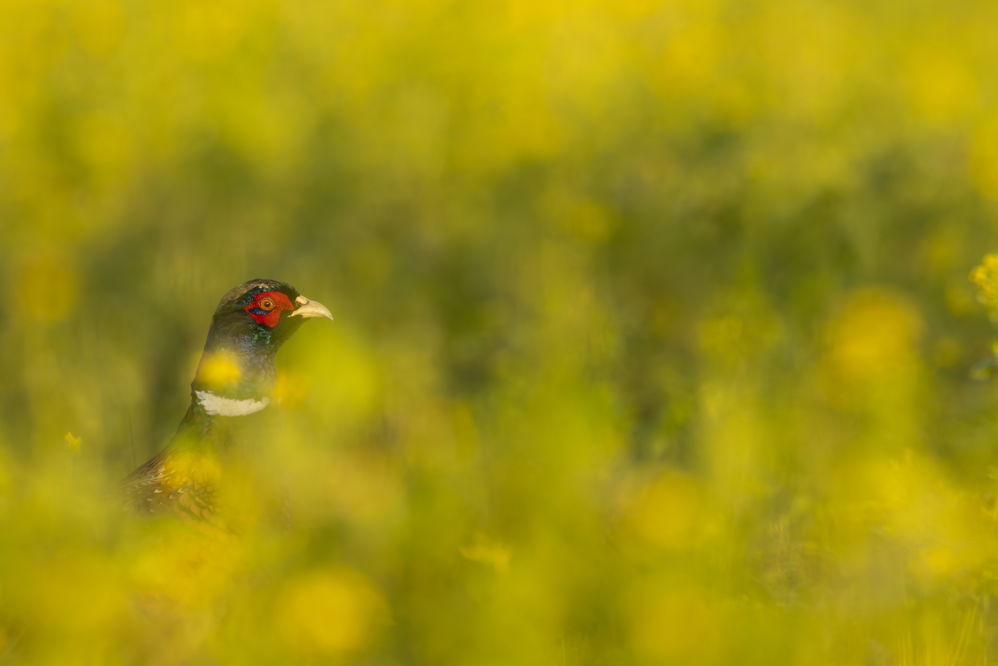 Fasan (Forum für Naturfotografen)