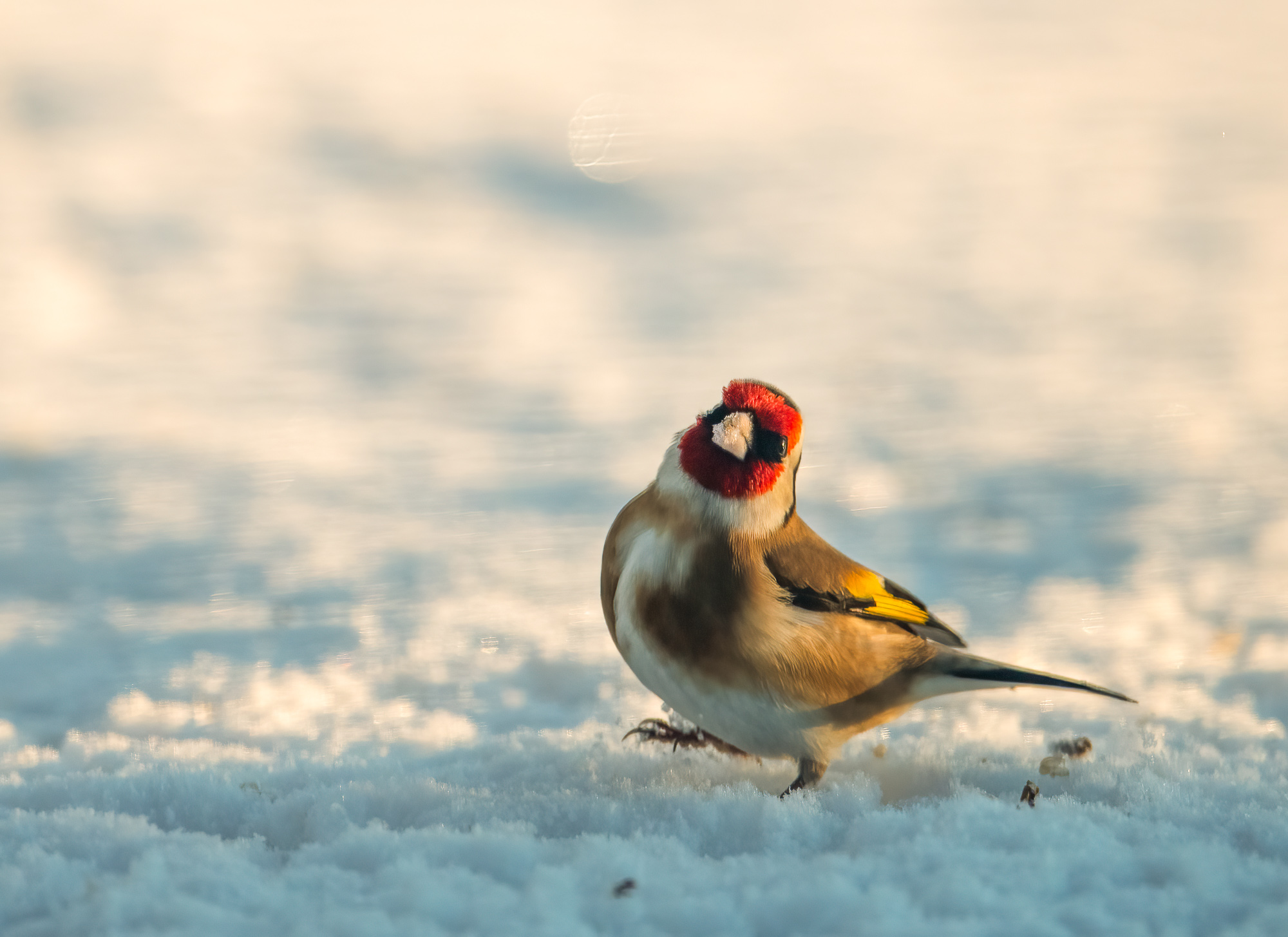 Stiieglitz im Schnee