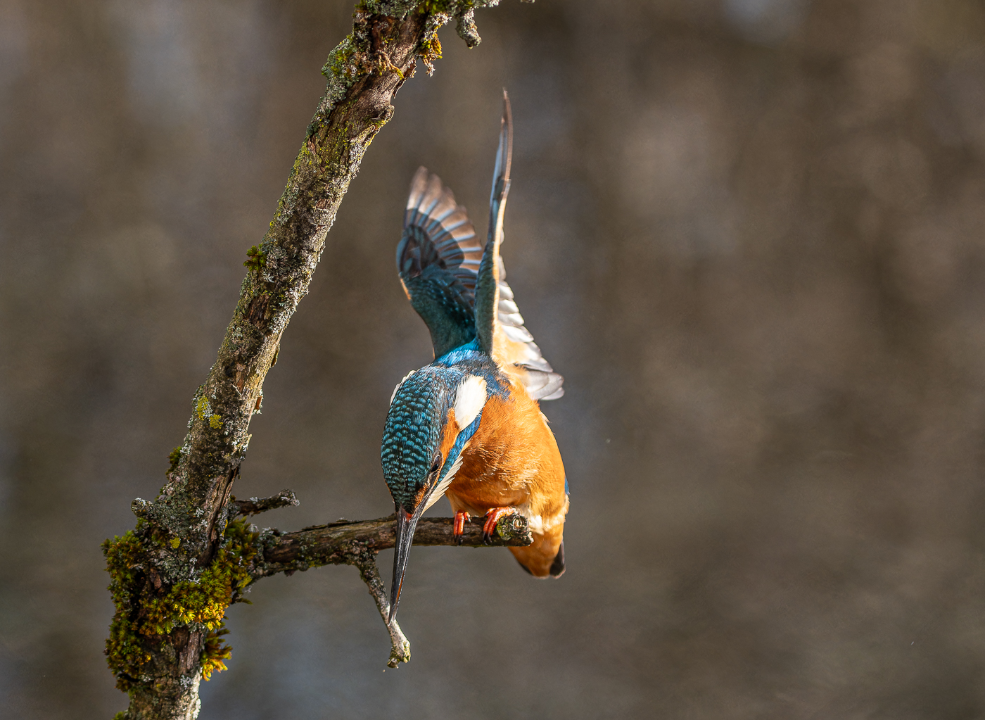 Eisvogel