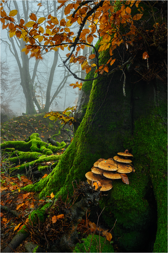 Alte Buchen