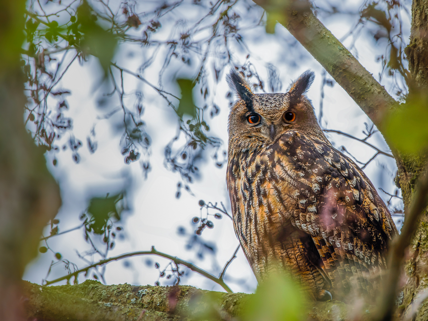 Uhu Bubo Bubo Forum F r Naturfotografen 