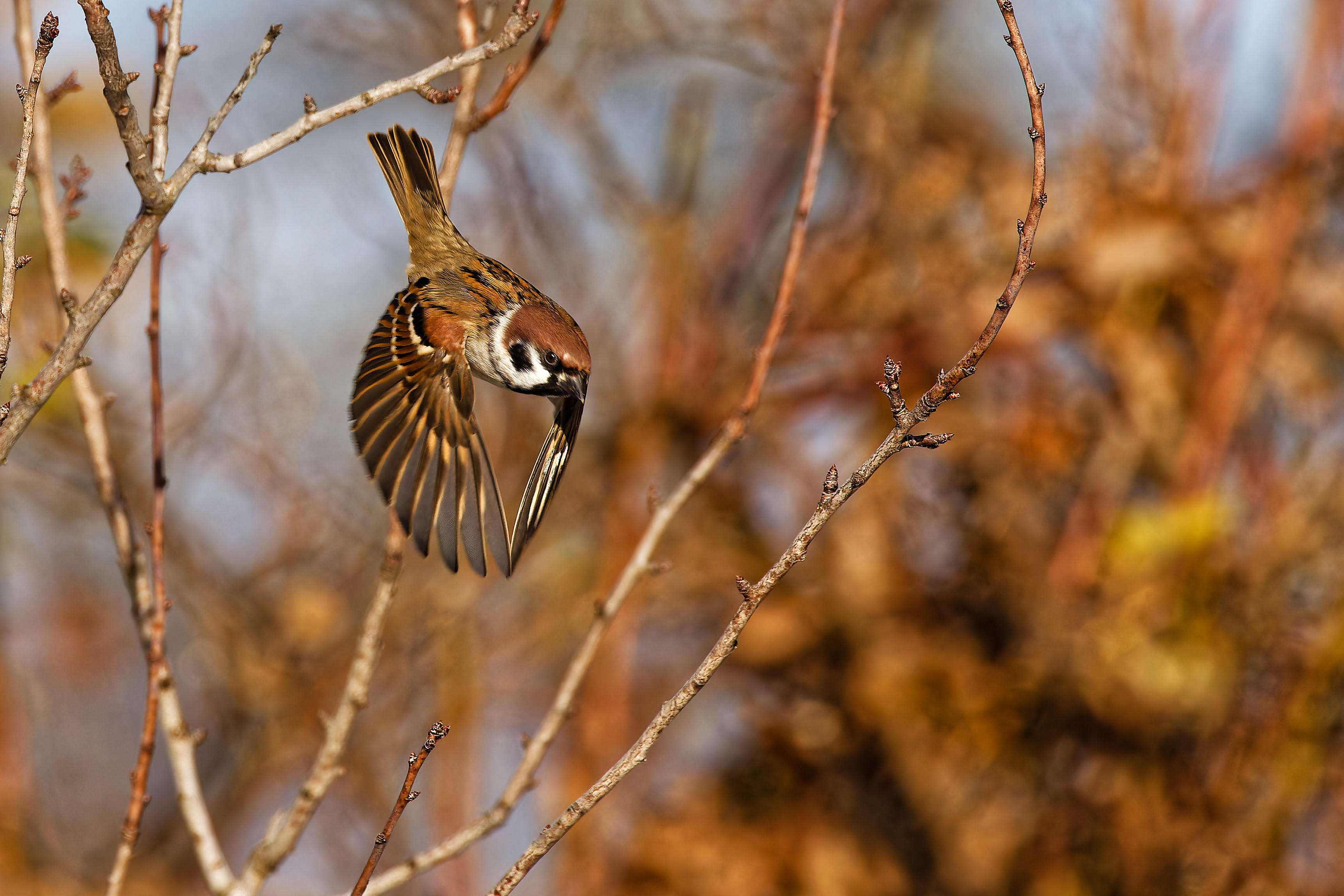 Nur ein Spatz