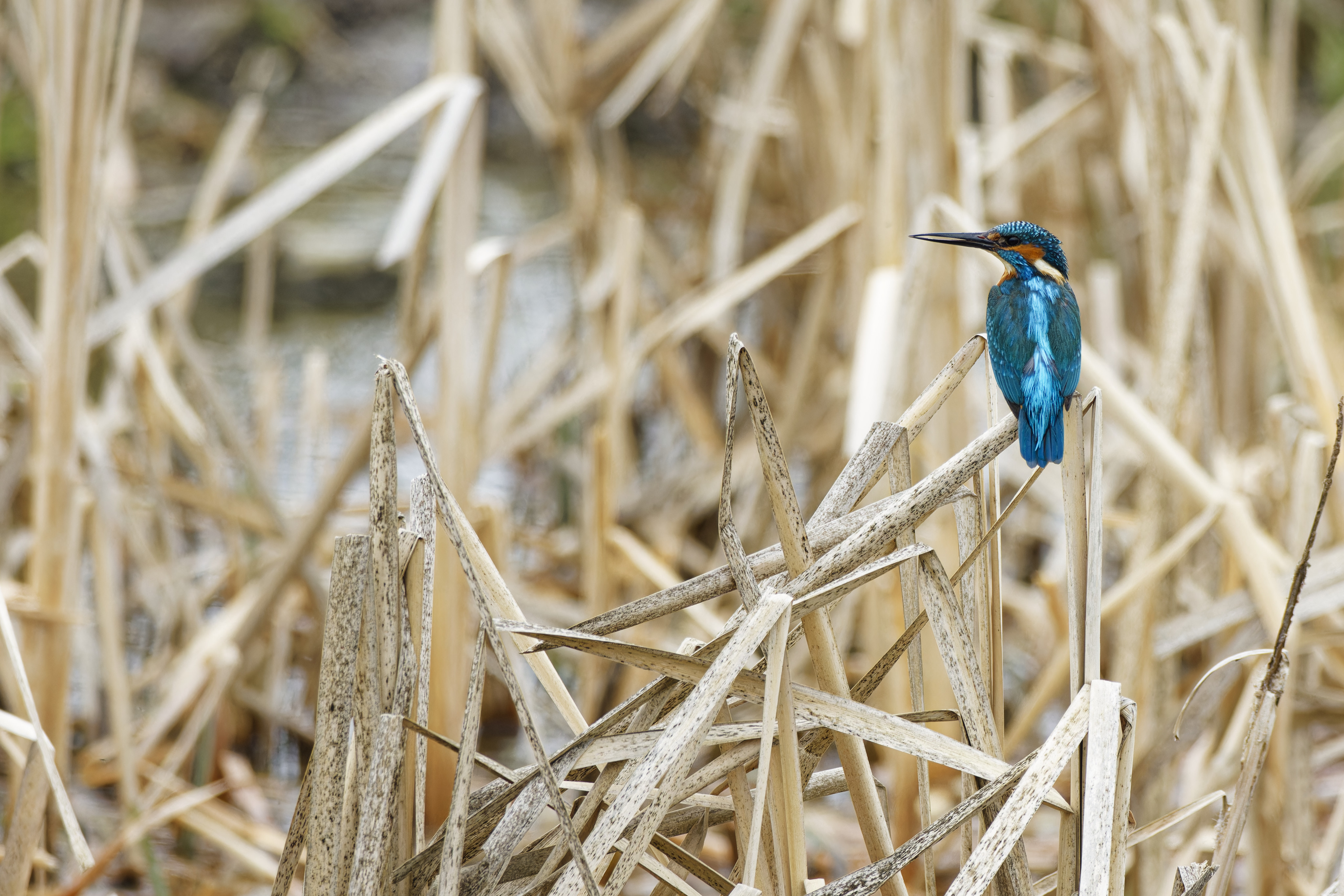 Eisvogel einmal auf anderem Ansitz