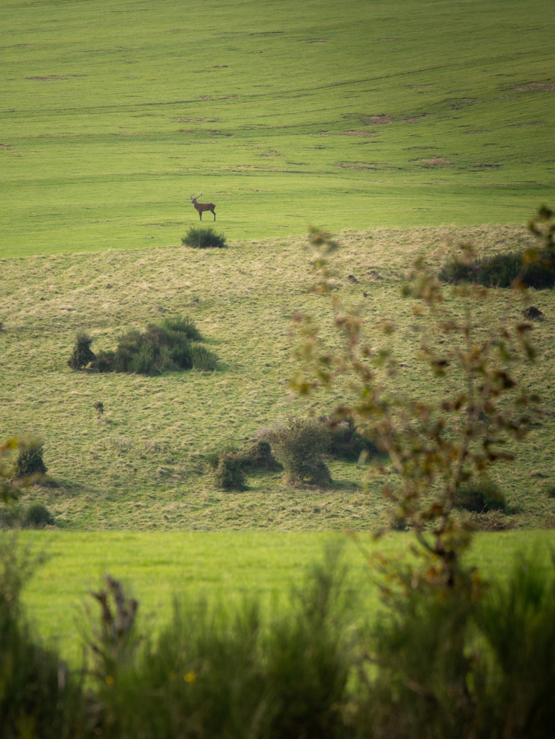 In der Ferne ein Hirsch...