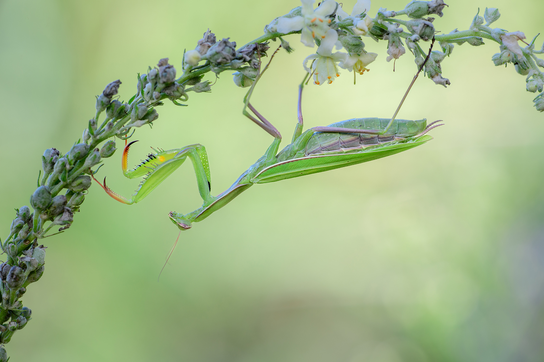 Die Zeit mir den Mantis ...