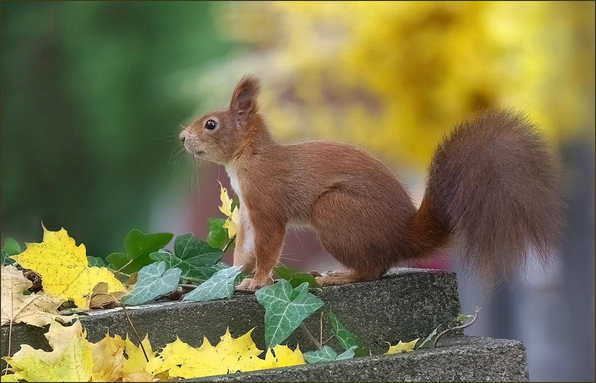 *Hörnchen*