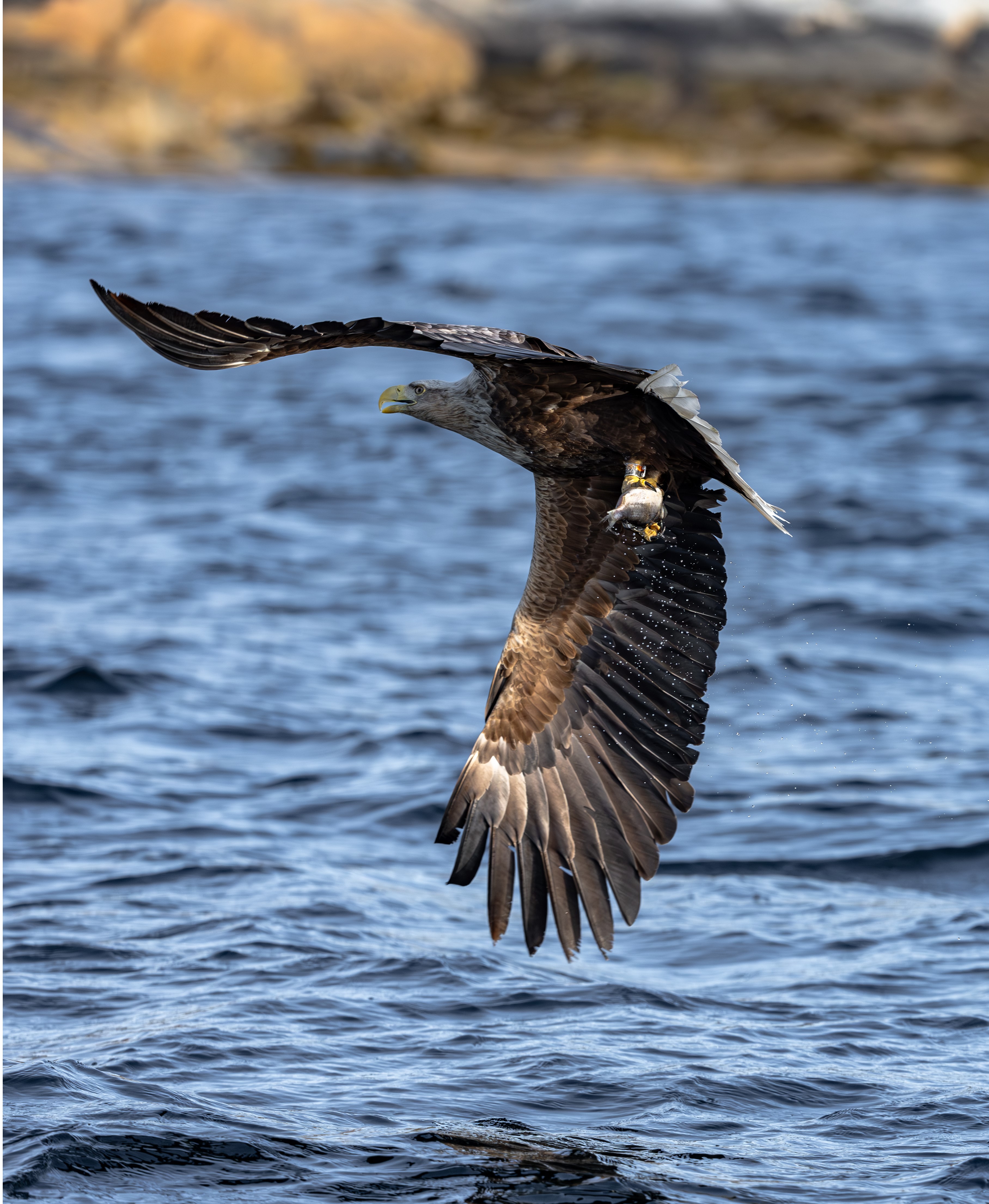 Mein letzter Seeadler