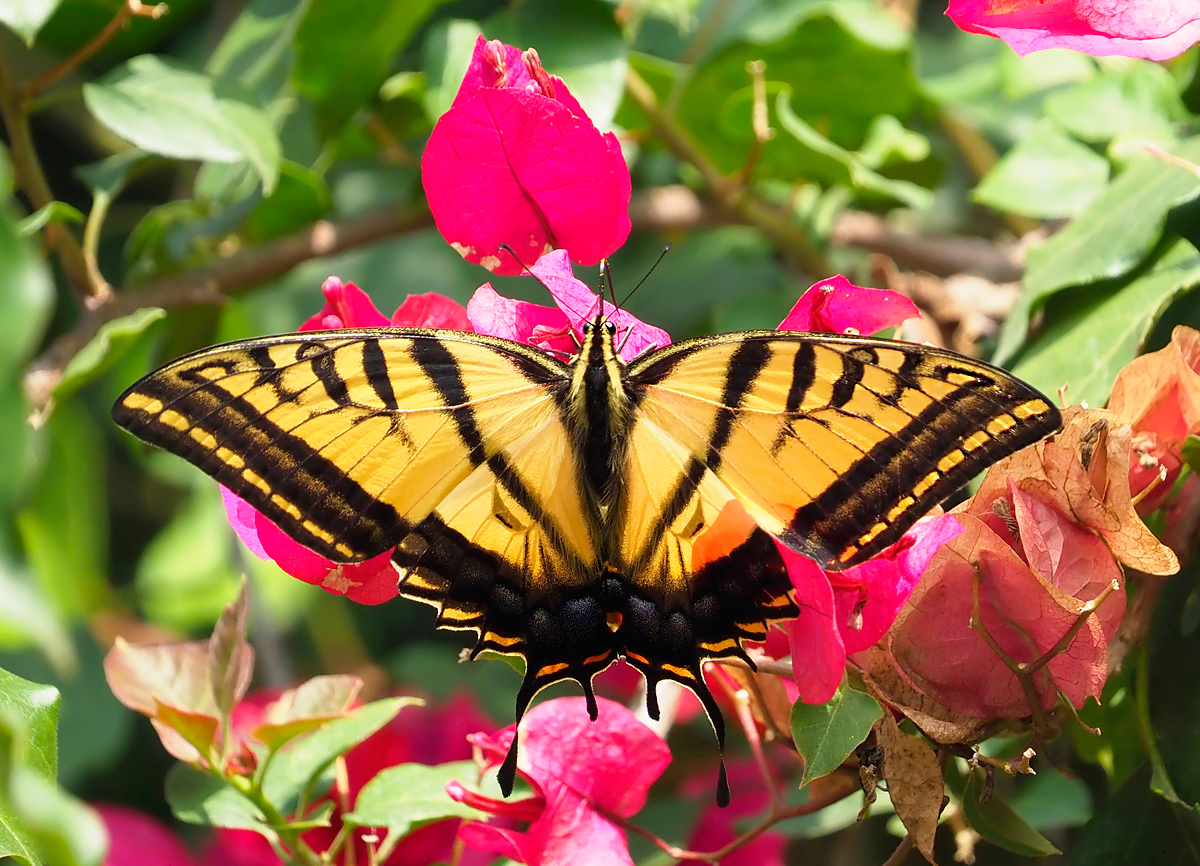 Papilio multicaudata (Forum für Naturfotografen)