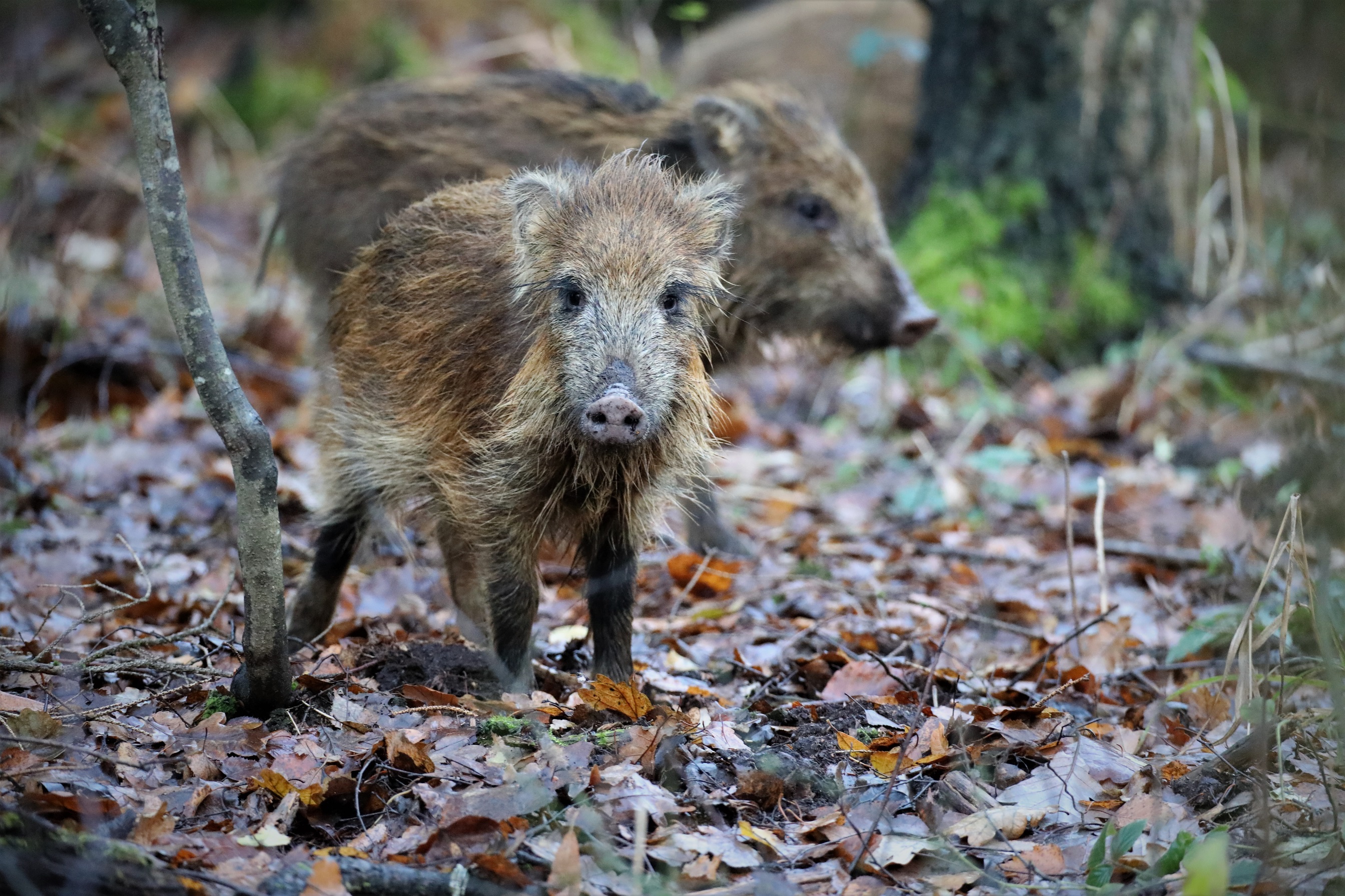 Wildschwein (Sus scrofa)