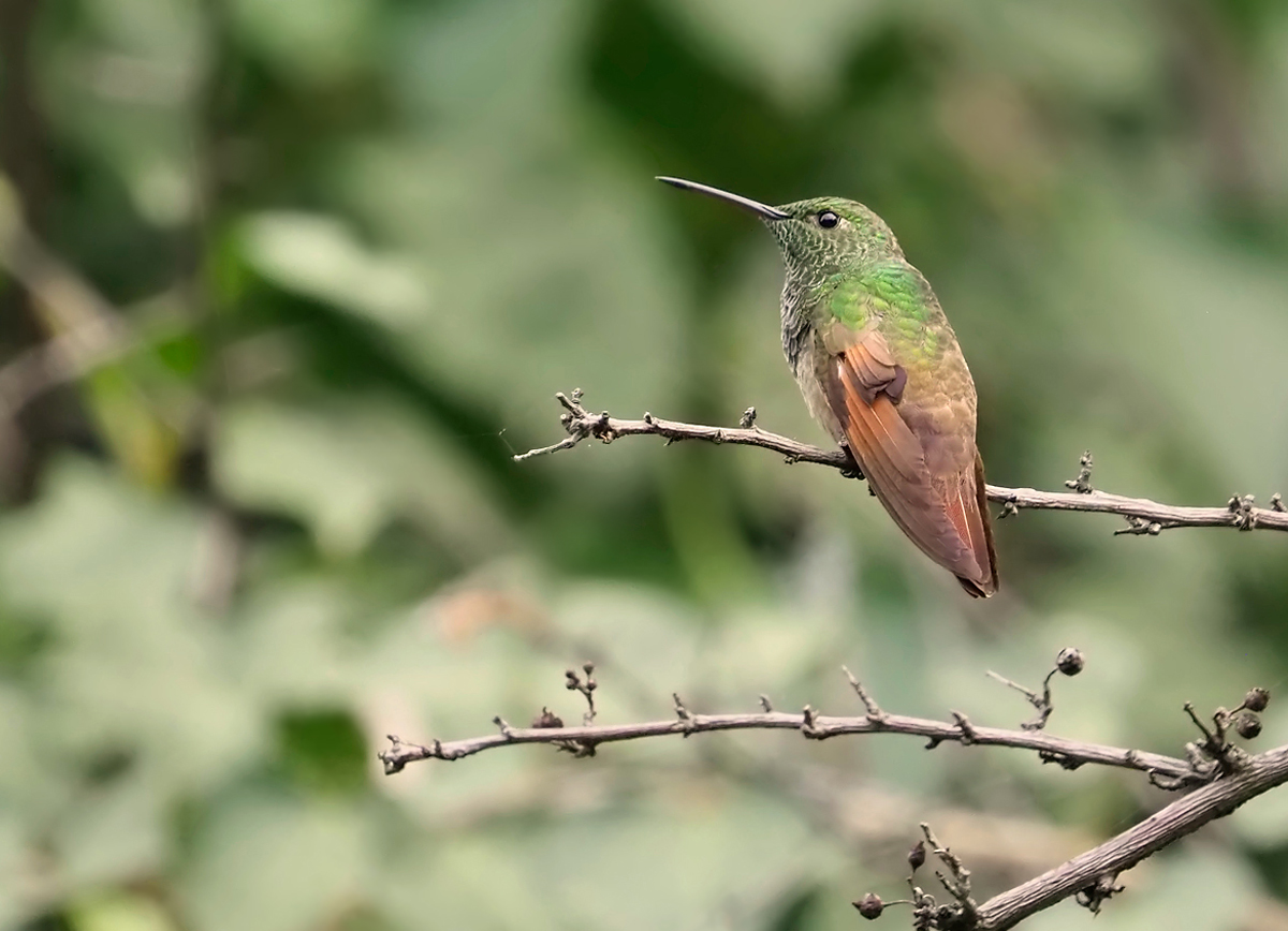Beryllamazilie (Saucerottia beryllina) (Forum für Naturfotografen)
