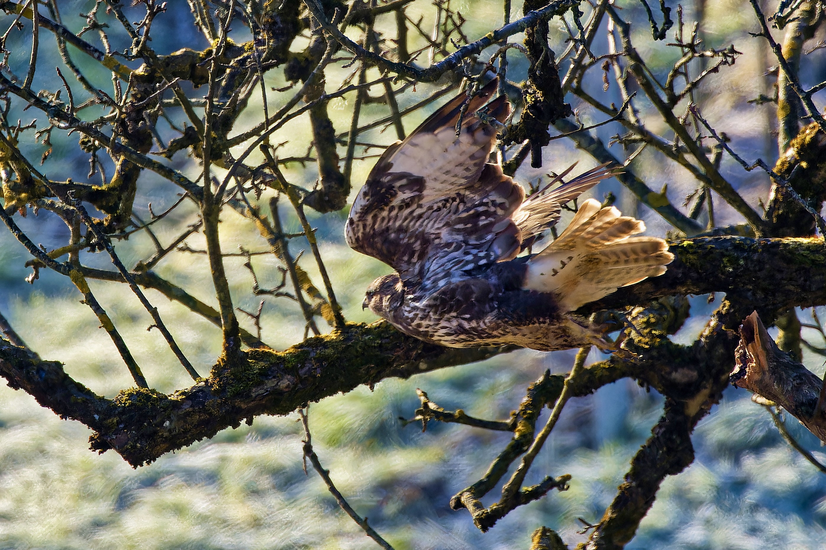 Ein Mäusebussard im Obstbaum