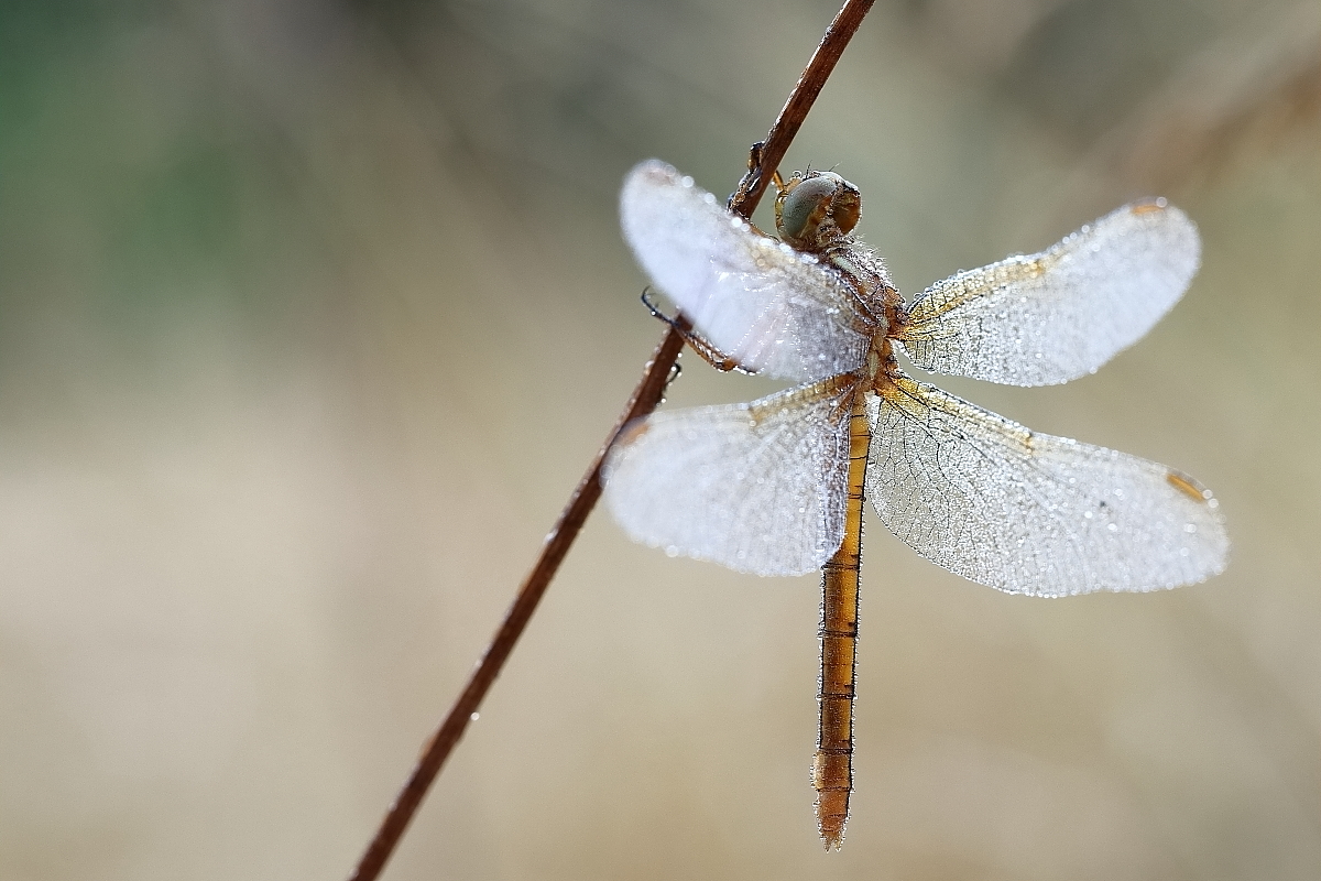 Noch ein Kleiner Glitzerer