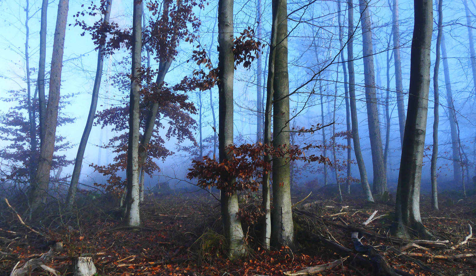 Blaue Atmosphäre im Nebelwald