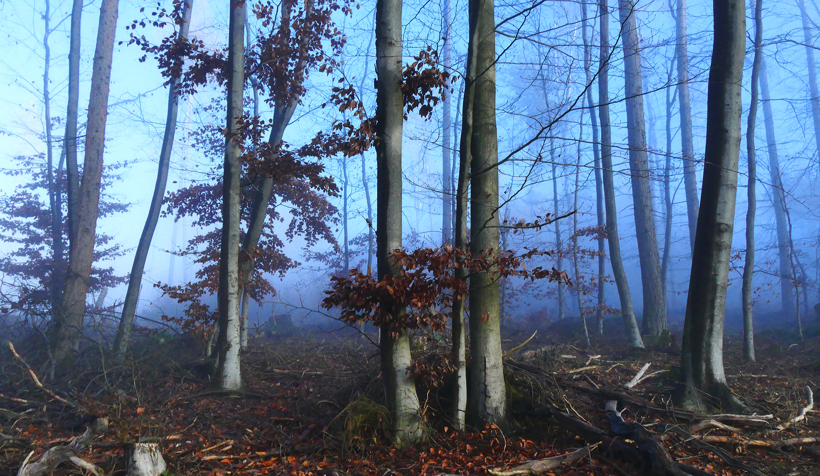 Blaue Atmosphäre im Nebelwald