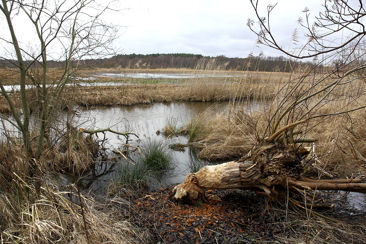 Beruhigende Stille im Biberrevier