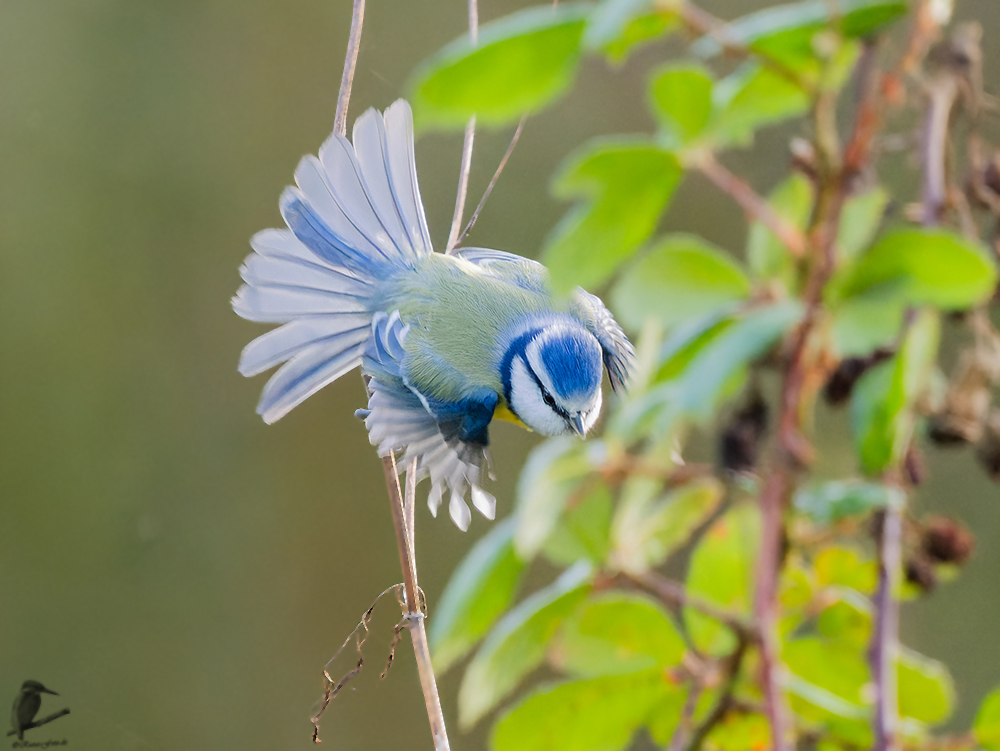 Blaumeise